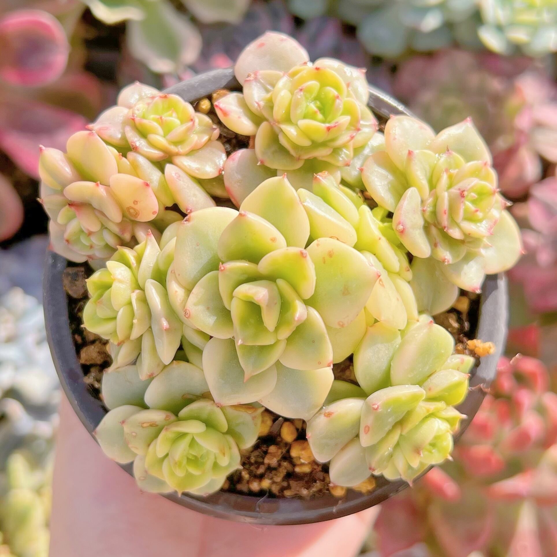 現品　ヌダ錦#315   るる農園