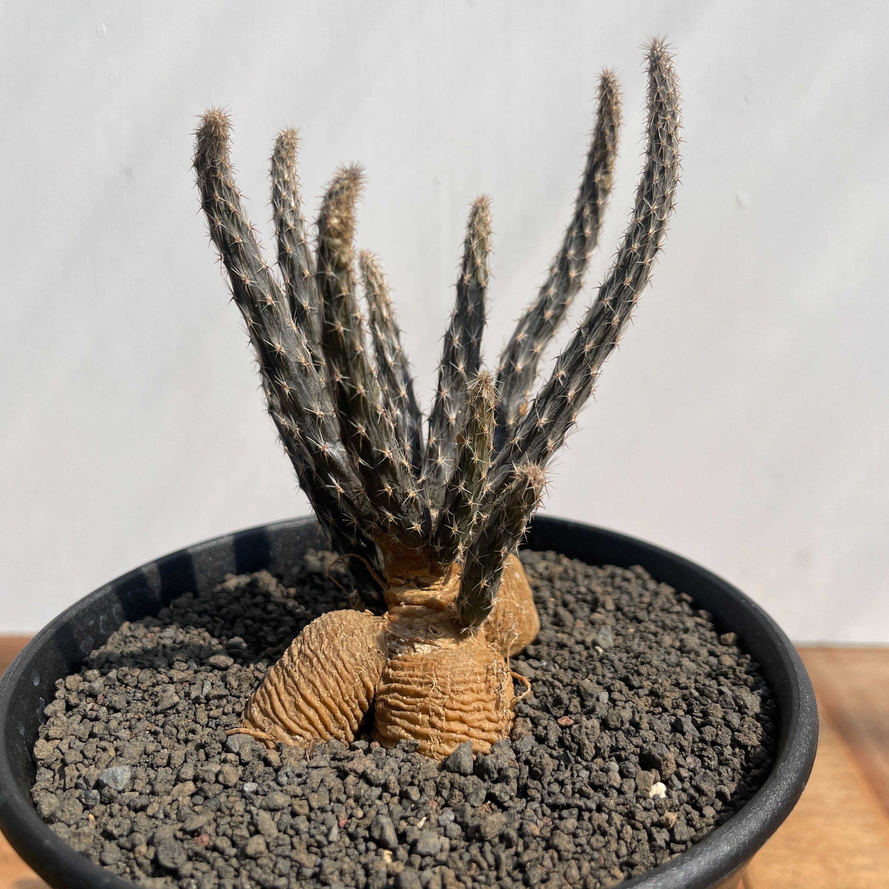 Pterocactus tuberosus【プテロカクタス・黒竜】 | RIMO'S GREEN
