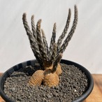 Pterocactus tuberosus【プテロカクタス・黒竜】