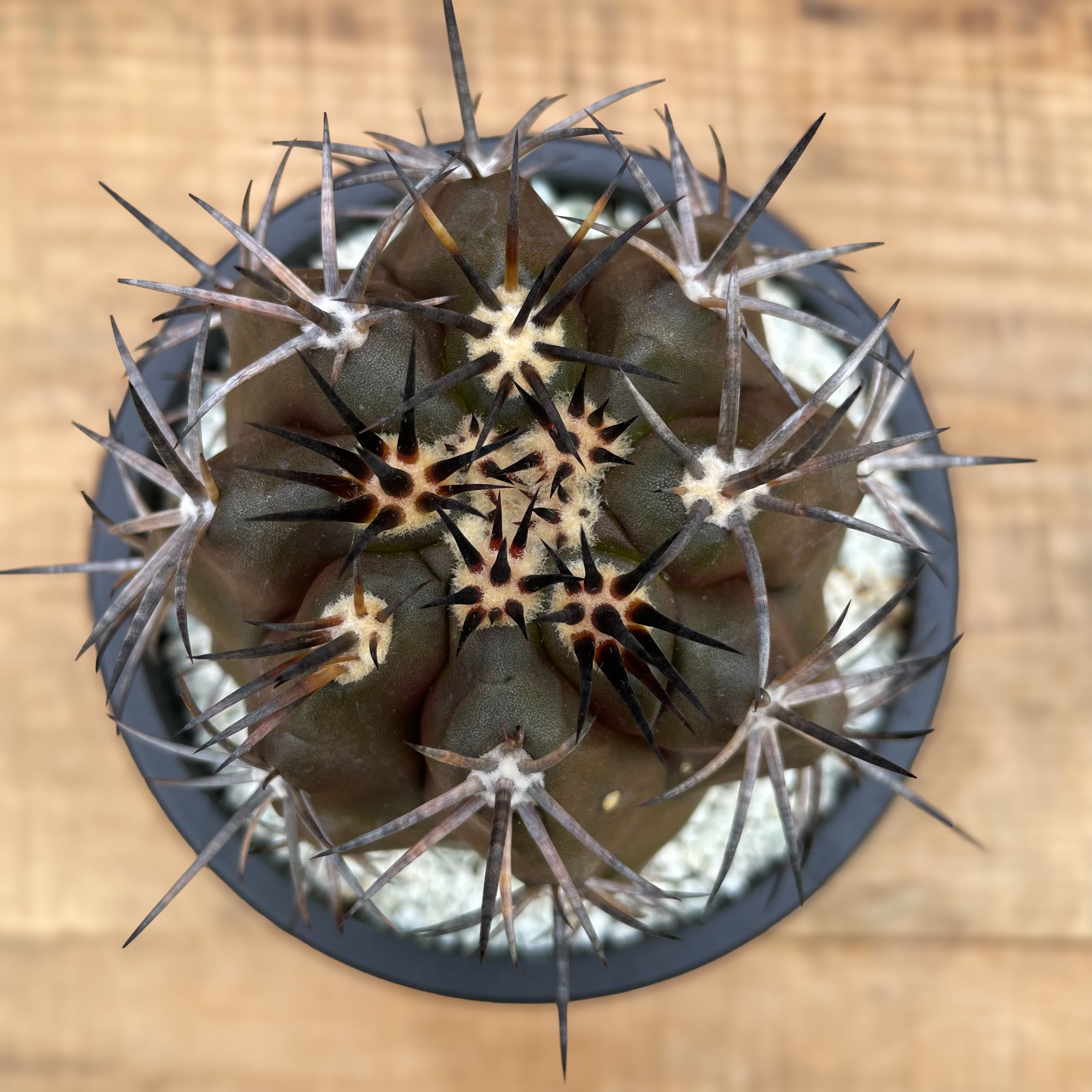 Copiapoa dura【コピアポア・デュラ・銅羅丸・実生】 | RIMO