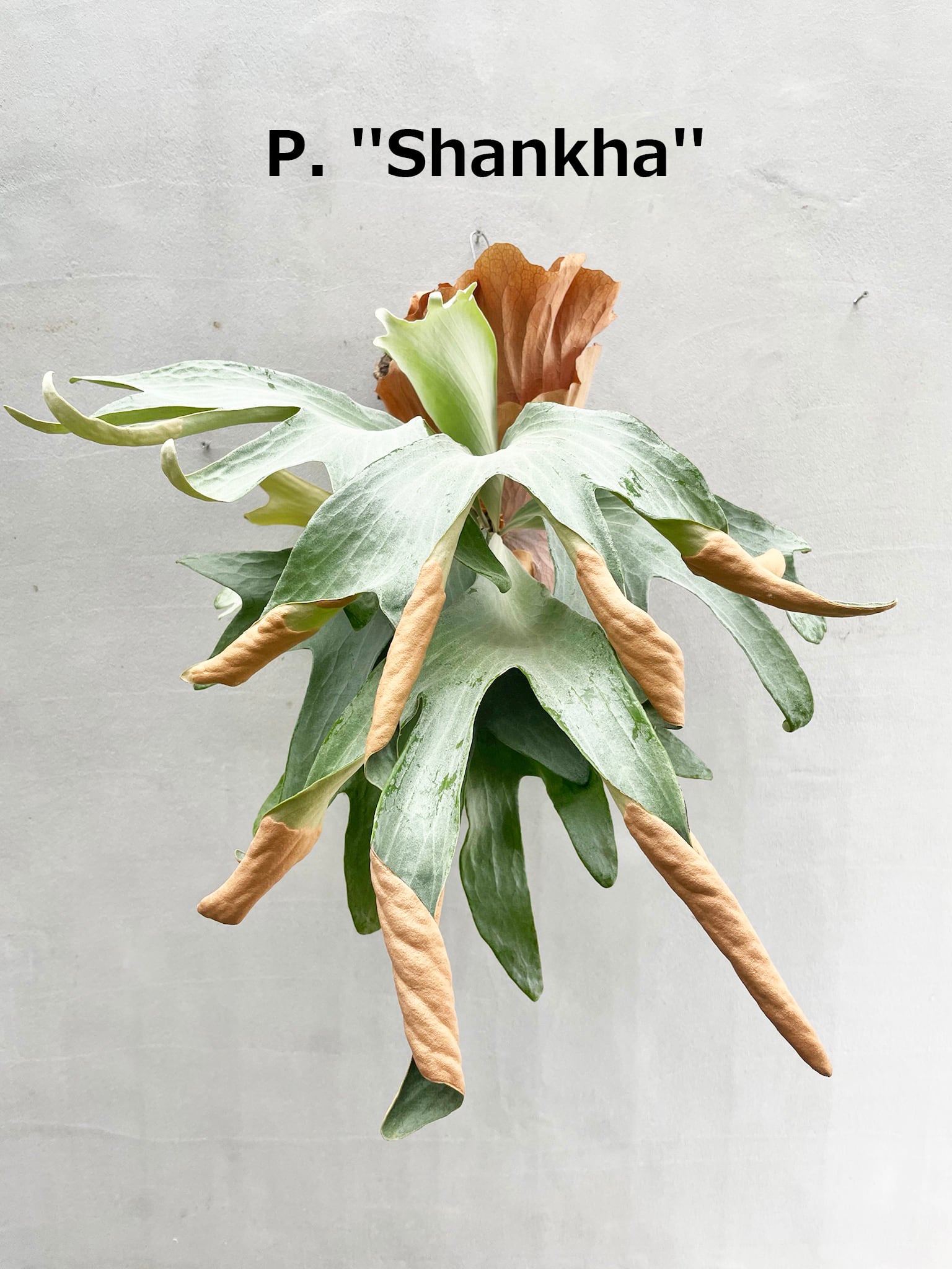 P.Shankha (白法螺) pup a) P. 'Shankha' ビカクシダ 'シャンカ' 白法螺 | vandaka plants