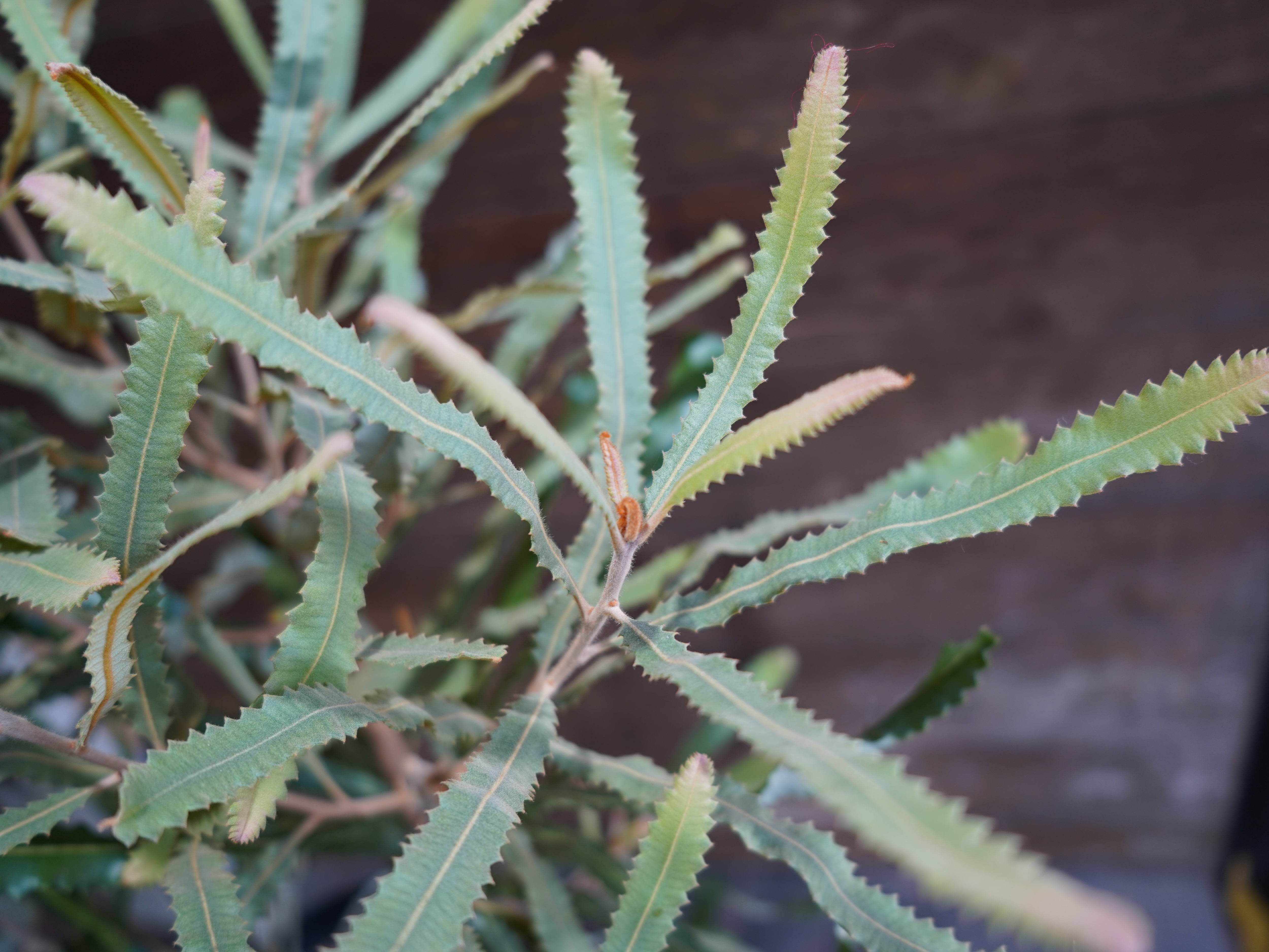 【現物】バンクシア　”メンジーシー”　