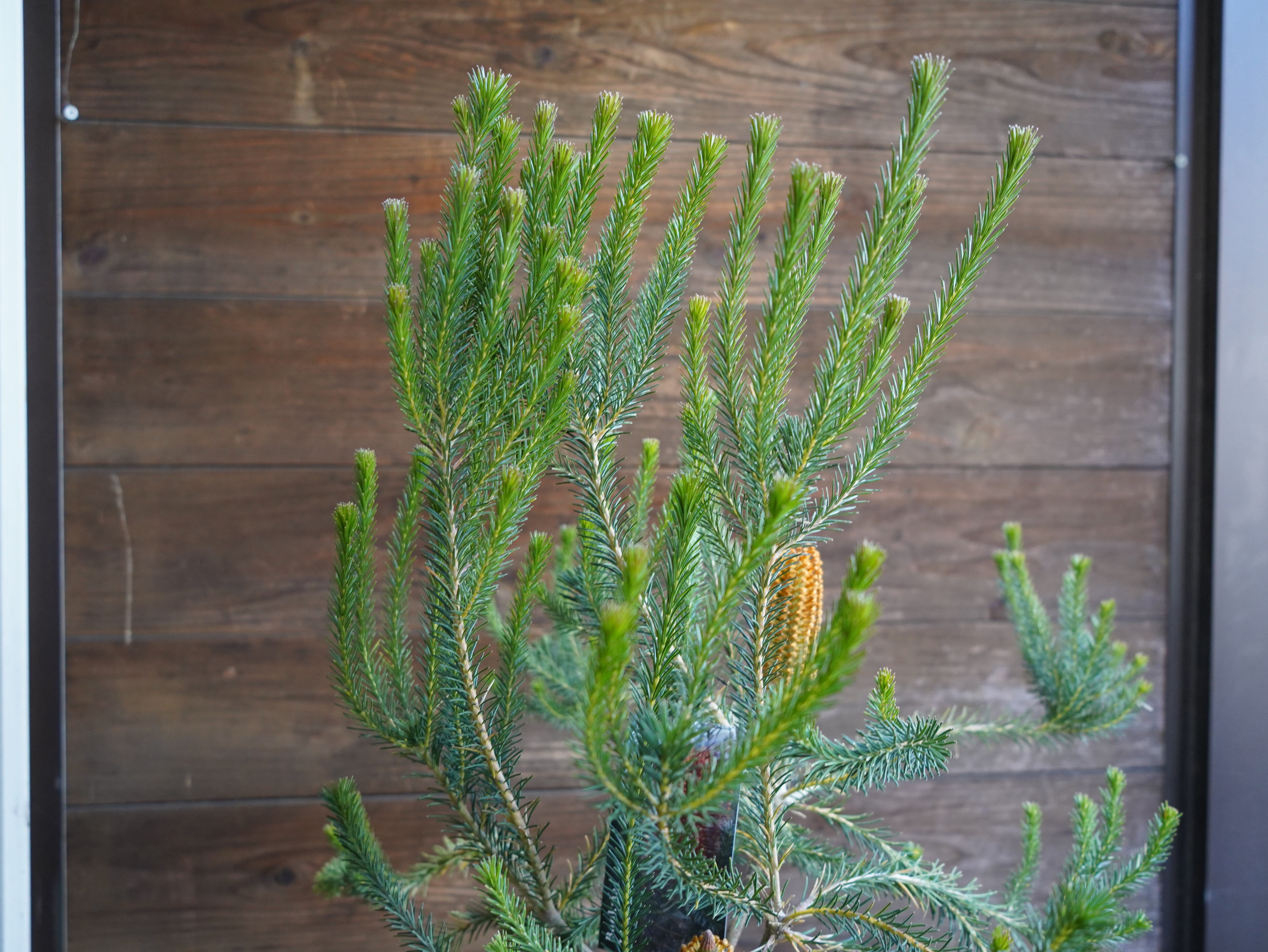 【現物】バンクシア　”リトルエリック”　B