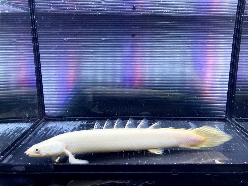 プラチナセネガルポリプ 楽天市場】ポリプテルス セネガルス プラチナの通販