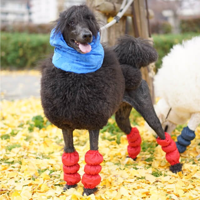 ピノエパルデ オリジナル 『フットカバー』2本セット レッド | Pino e