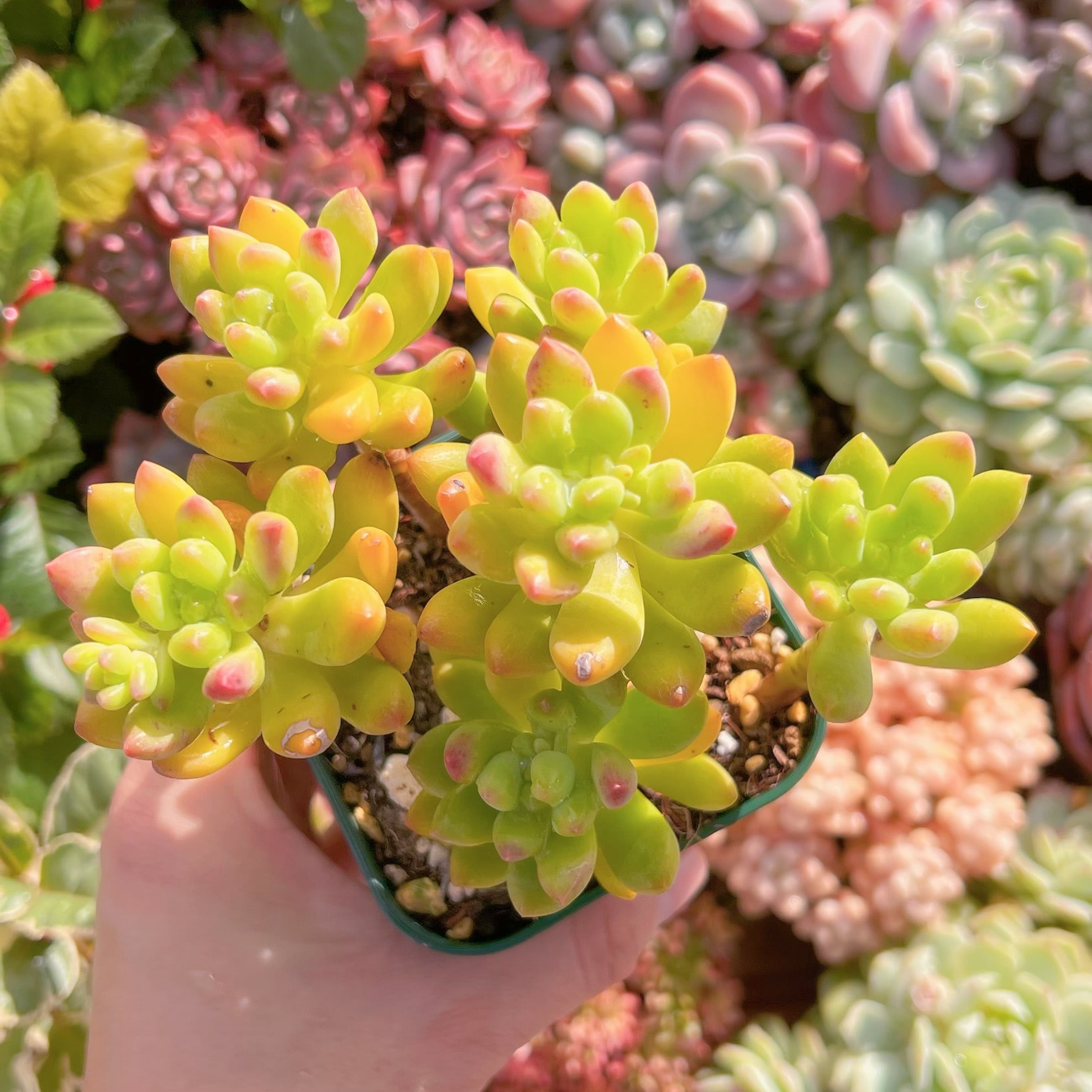 現品　春萌#719   るる農園