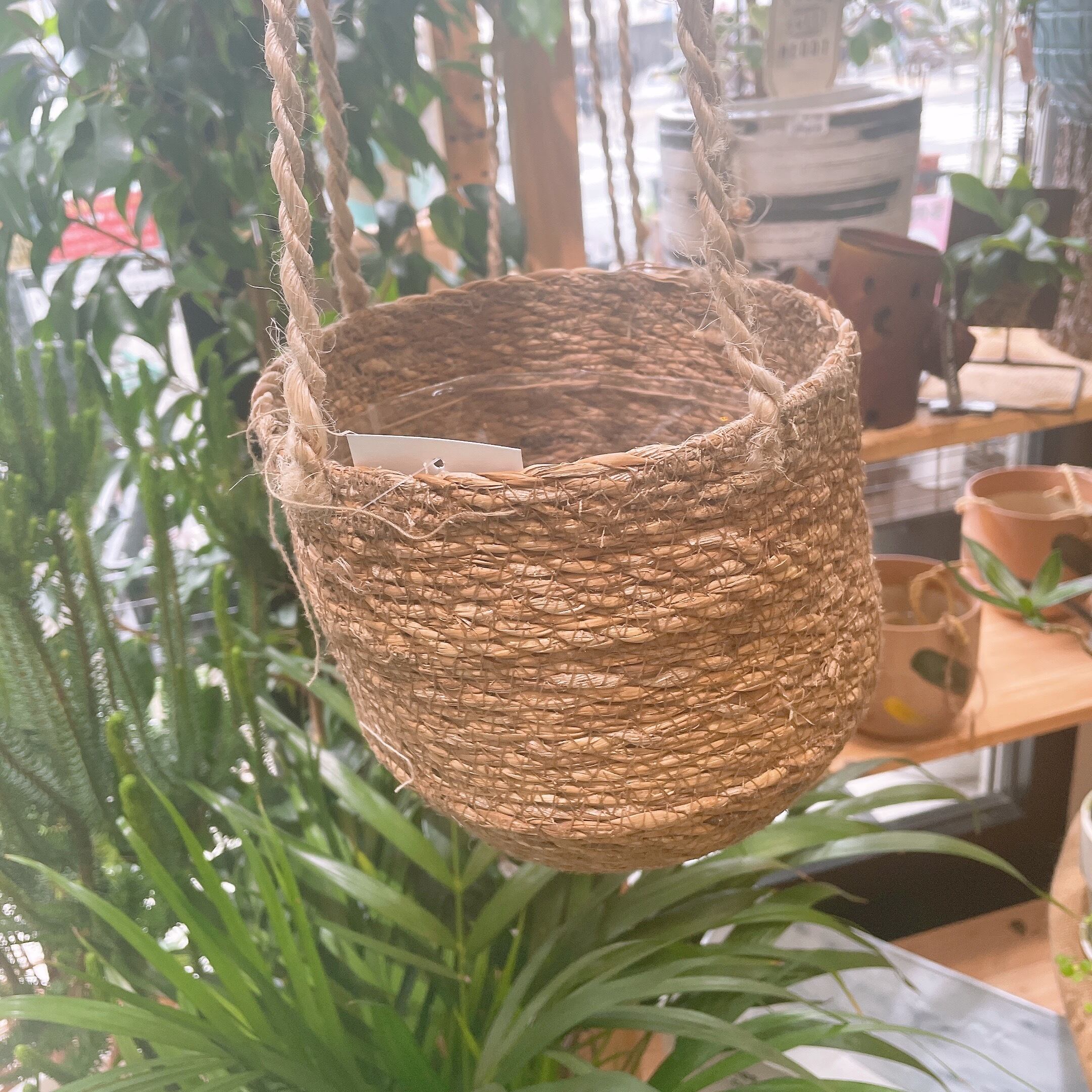 ハンギングバスケット(5号サイズ) | Gardenえん ネットショップ【観葉