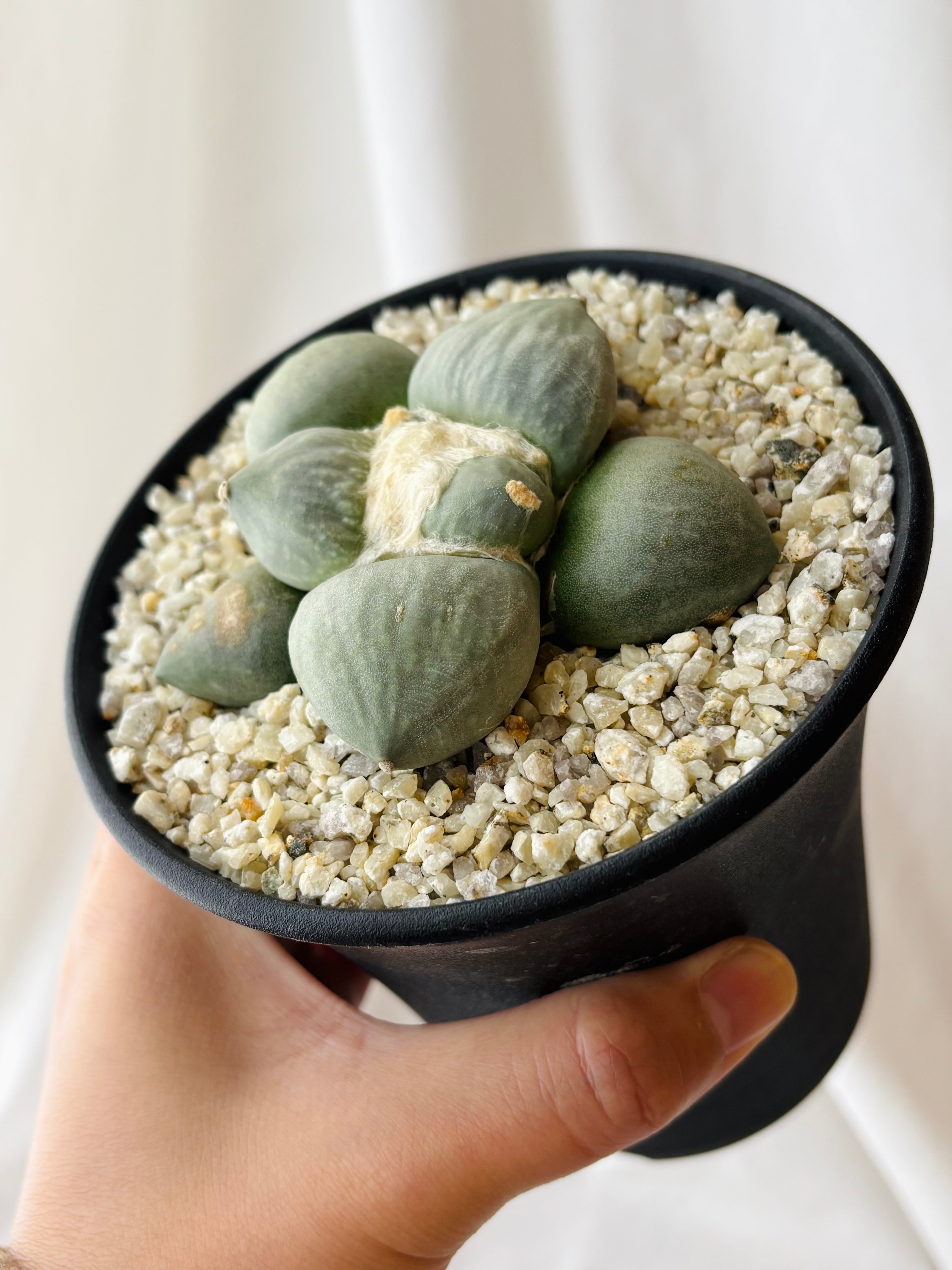 Ariocarpus furfuraceus f. アリオカルプス 丸疣青磁牡丹 サボテン