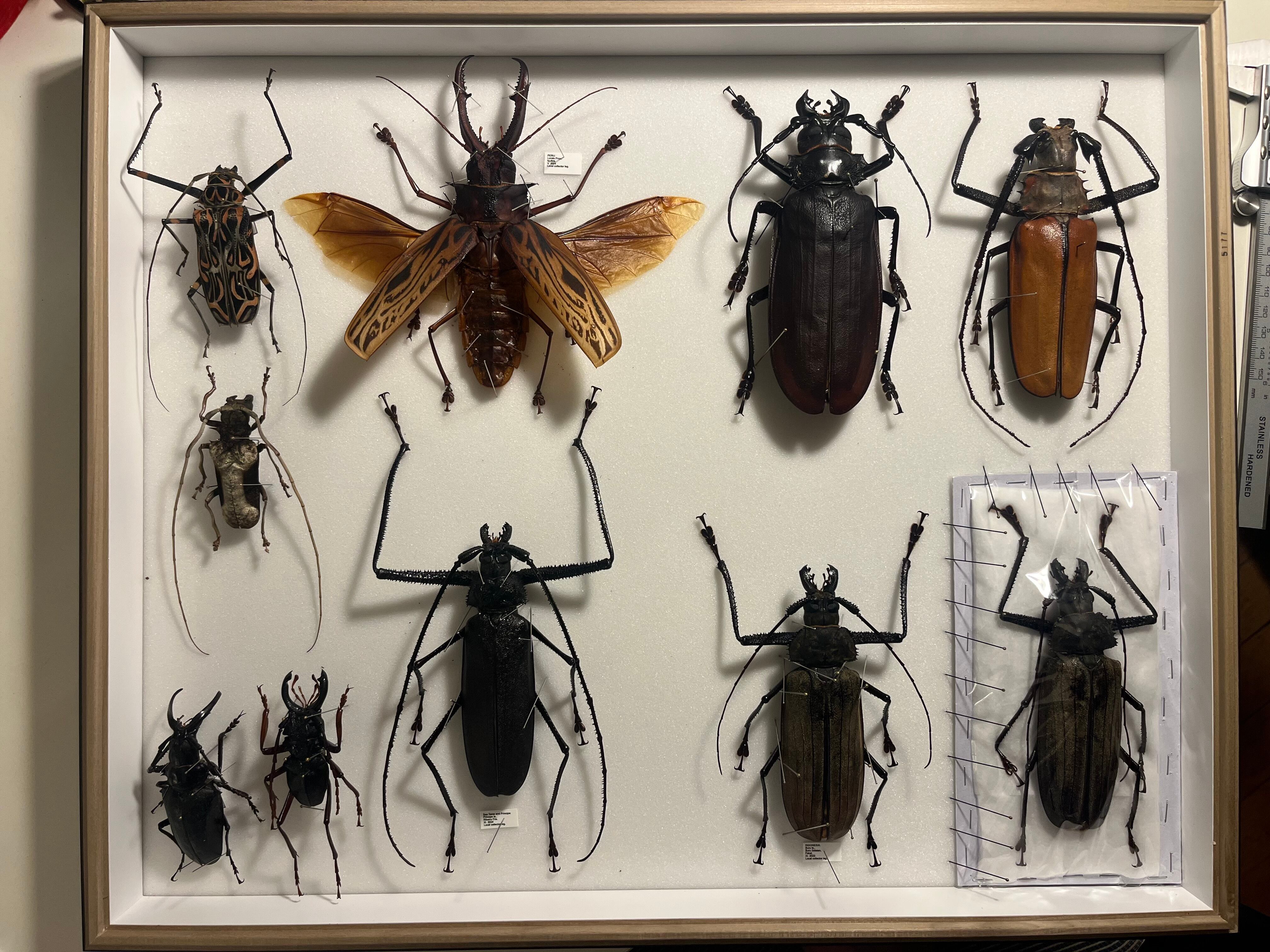 150mm】タイタンオオウスバカミキリ カブトムシクワガタハナムグリ昆虫