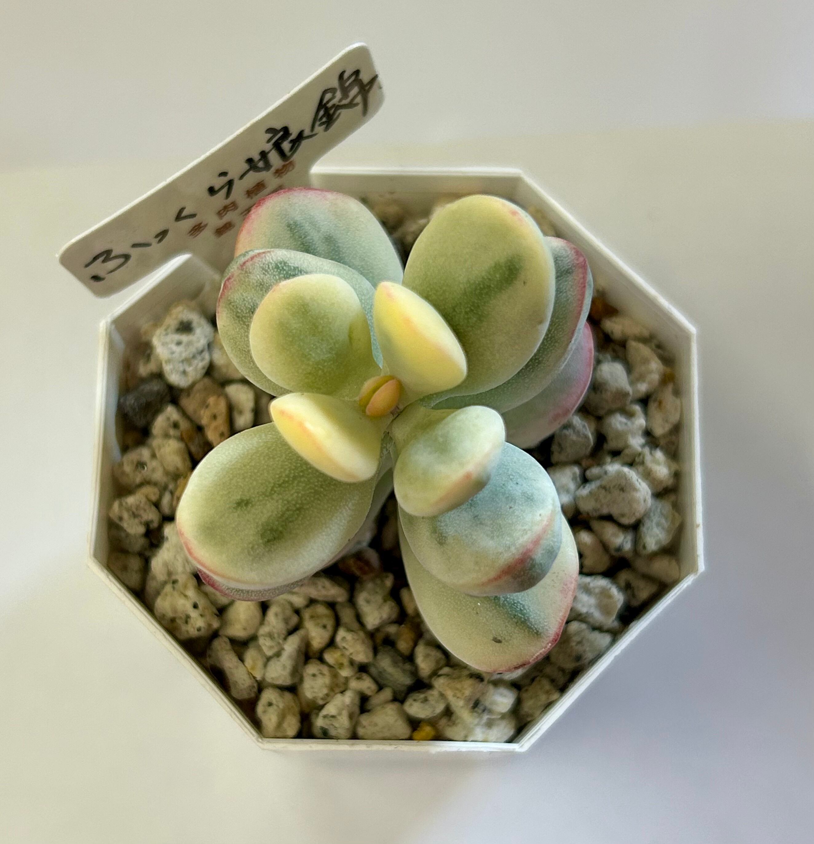jam jam様 5苗 GREEN JAM foliageplant