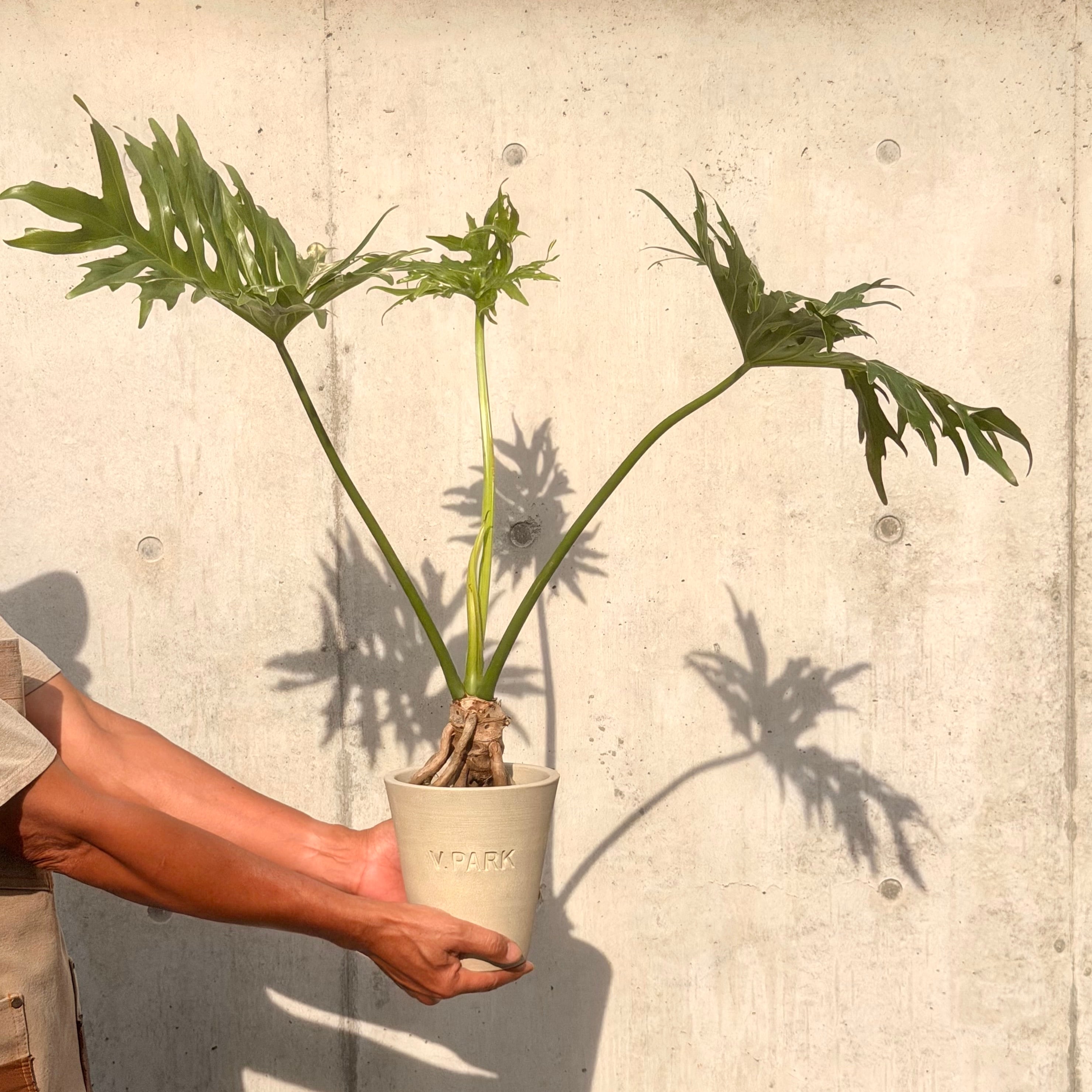 全ての植物 | V.PARK