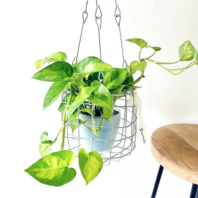 ポトス グローバルグリーン 登録品種 ハンギングバスケットセット calm cafeオリジナル