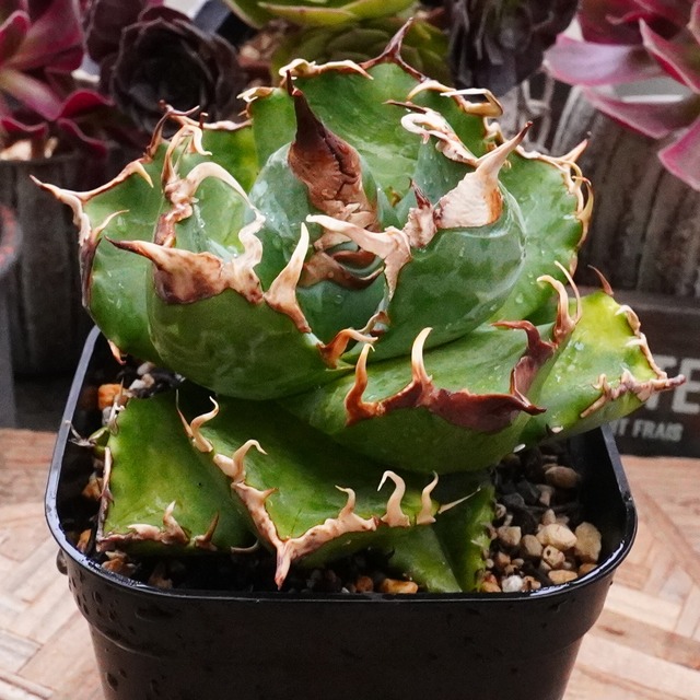 30%OFF！【魔丸】アガベチタノタ　Agave Titanota Magic pill