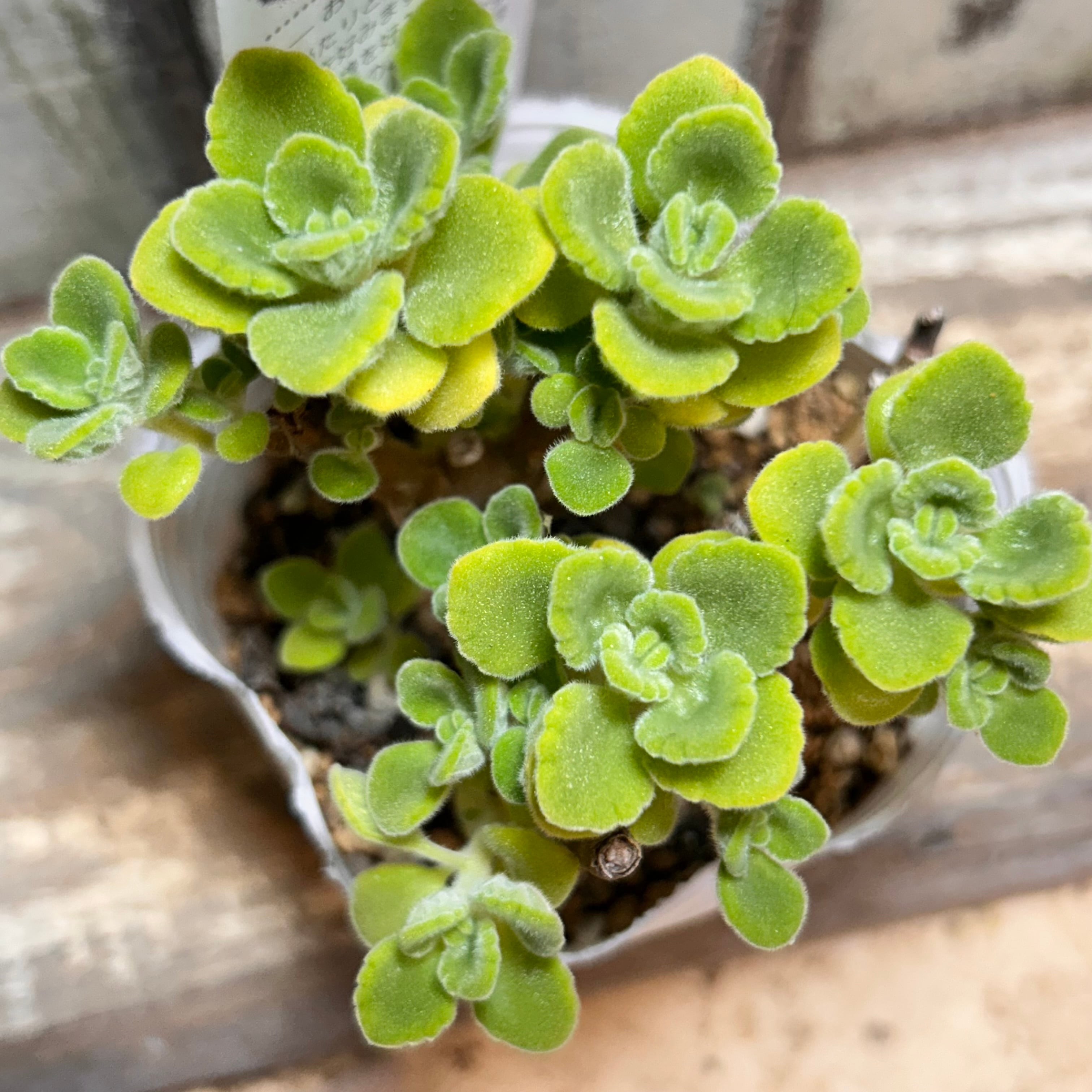 七宝樹錦 | RuPo 多肉植物専門店