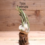 【送料無料】セレリアナ M〔エアプランツ〕現品発送T3354