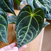 <SELECT STOCK> Anthurium Regale|アンスリウム・レガレ|観葉植物