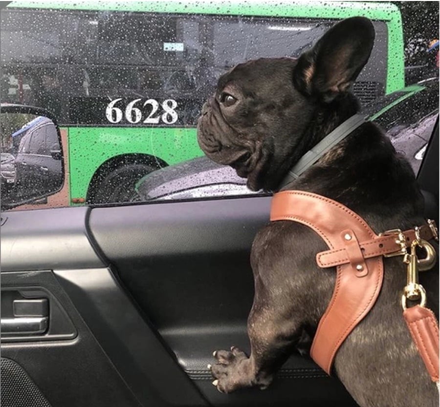 HIGH 5 DOGS TOKYO [OFFICIAL]