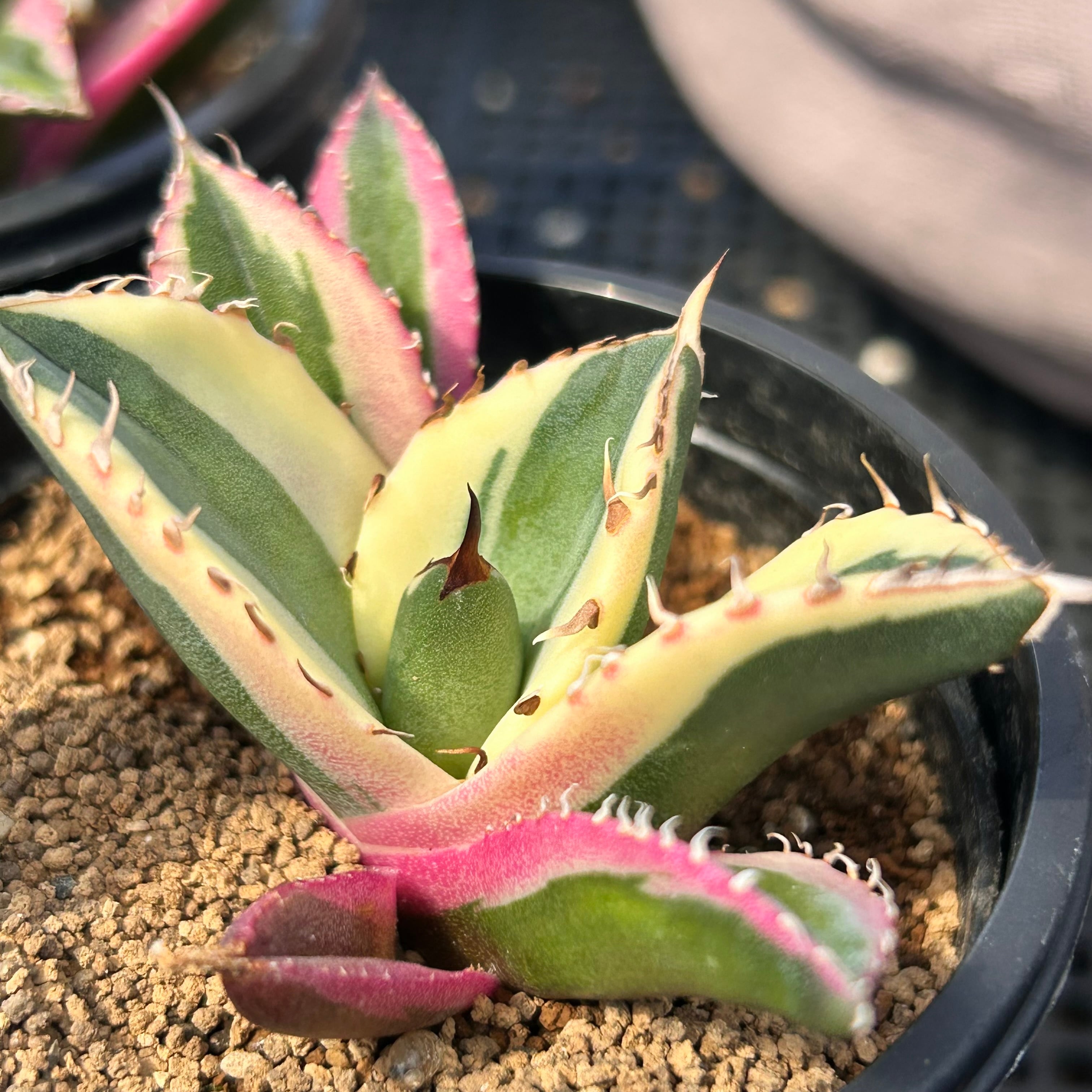 H)アガベ チタノタ スナグルトゥース(夏型) | RuPo 多肉植物専門店