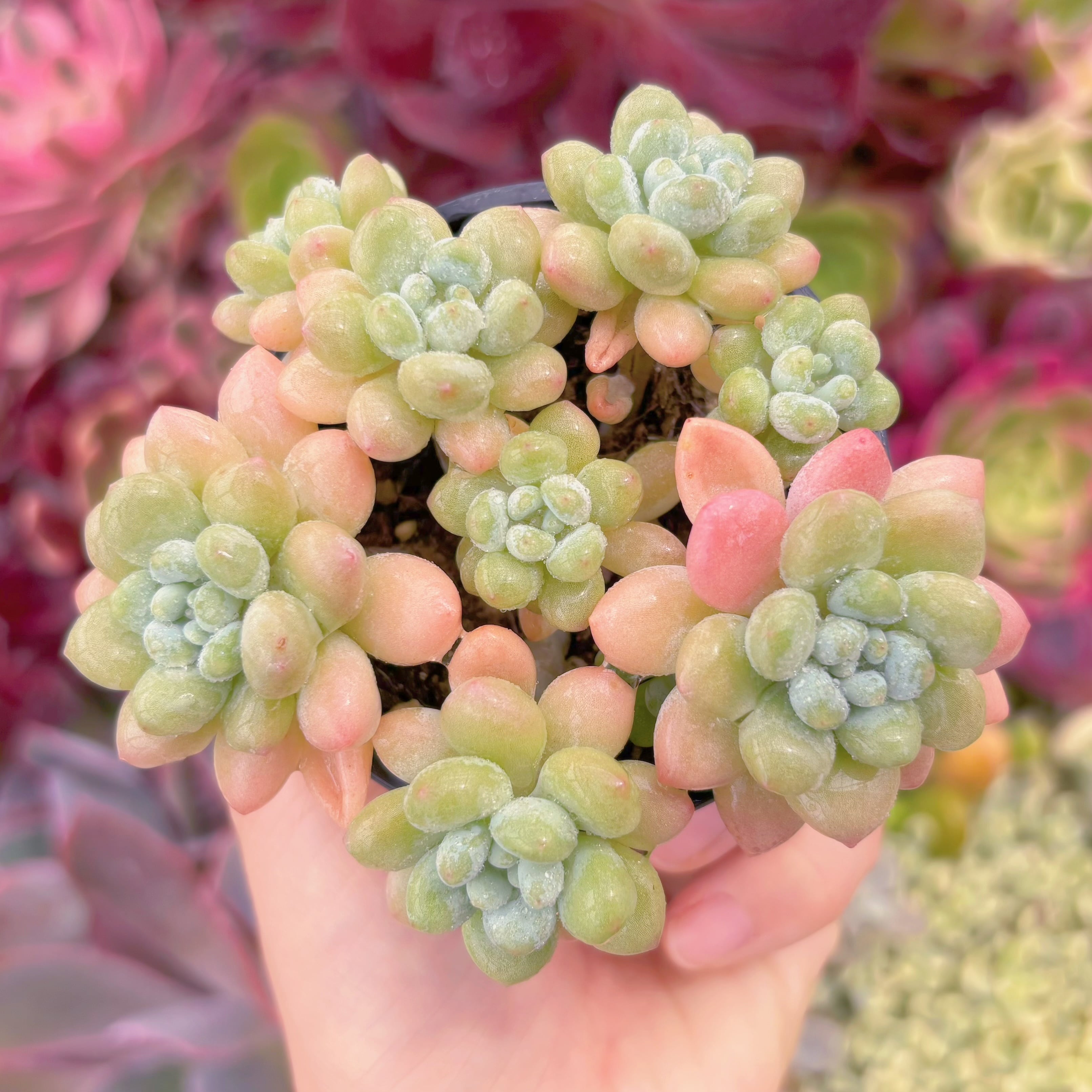 現品　Daphne#F001　群生　るる農園