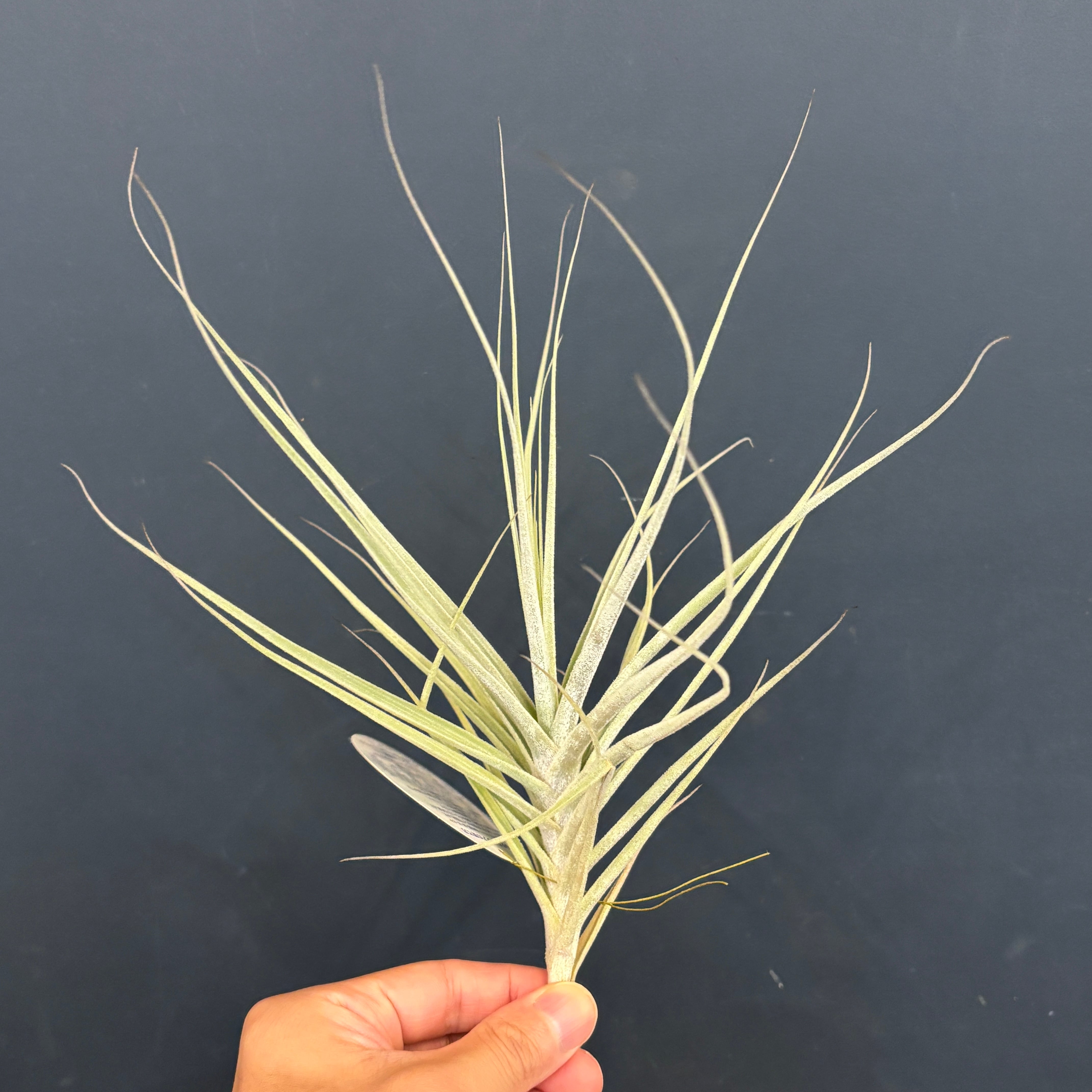 チランジア ストラミネア × マレモンティ【735】 | PROTOLEAF プロトリーフ