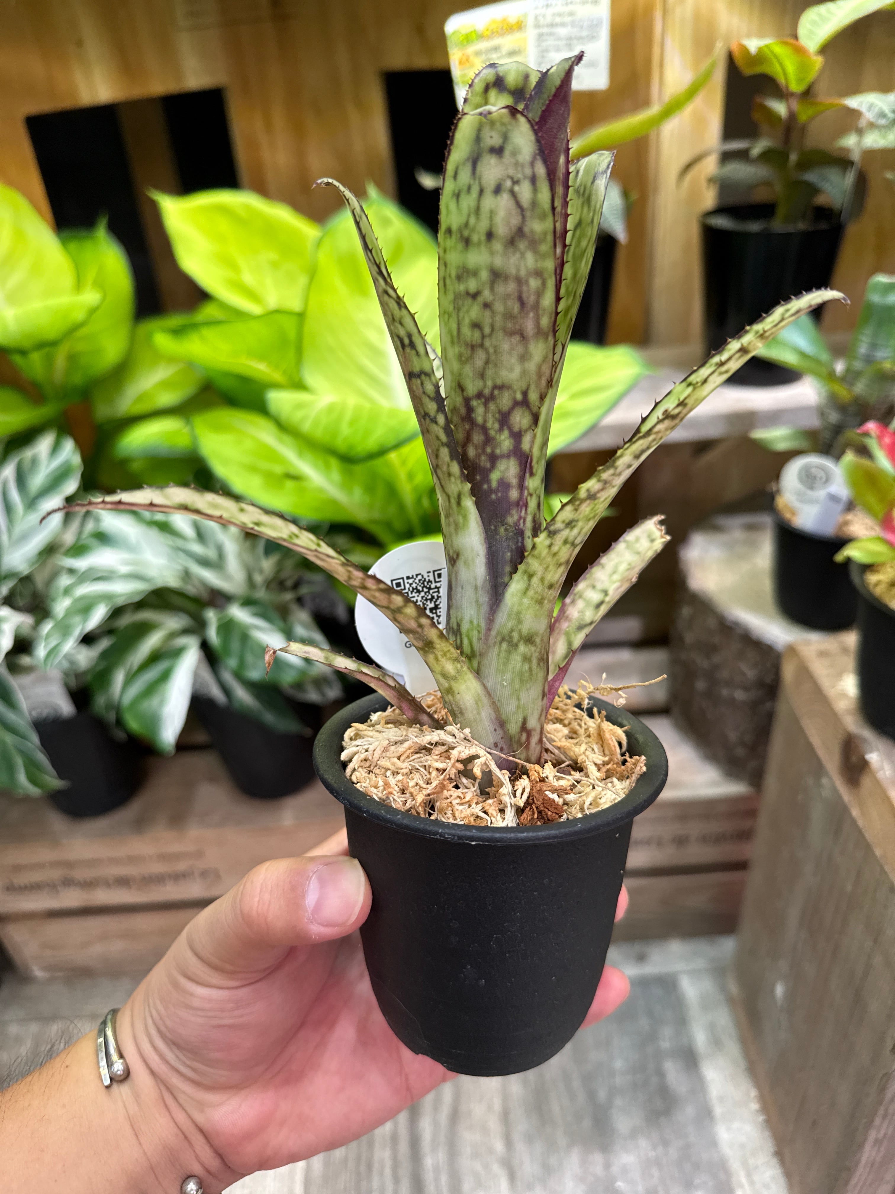 ビルベルギア 'コーランマジック' | Gardenえん 【観葉熱帯植物】