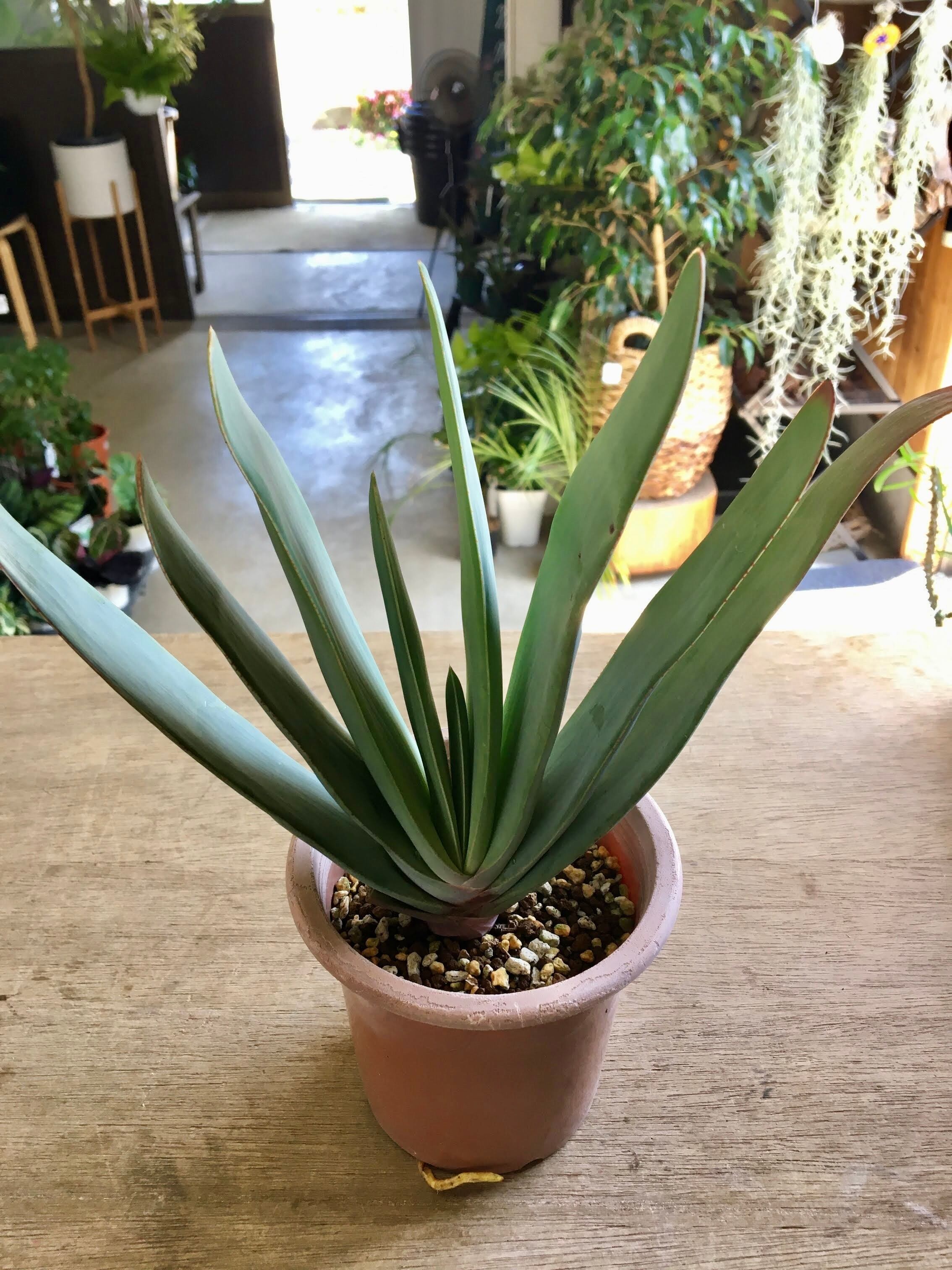 アロエ プリカティリス 乙姫の舞扇 4寸 Green Jam Foliageplant アロエ プリカティリス 乙姫の舞扇 4寸 Green Jam Foliageplant