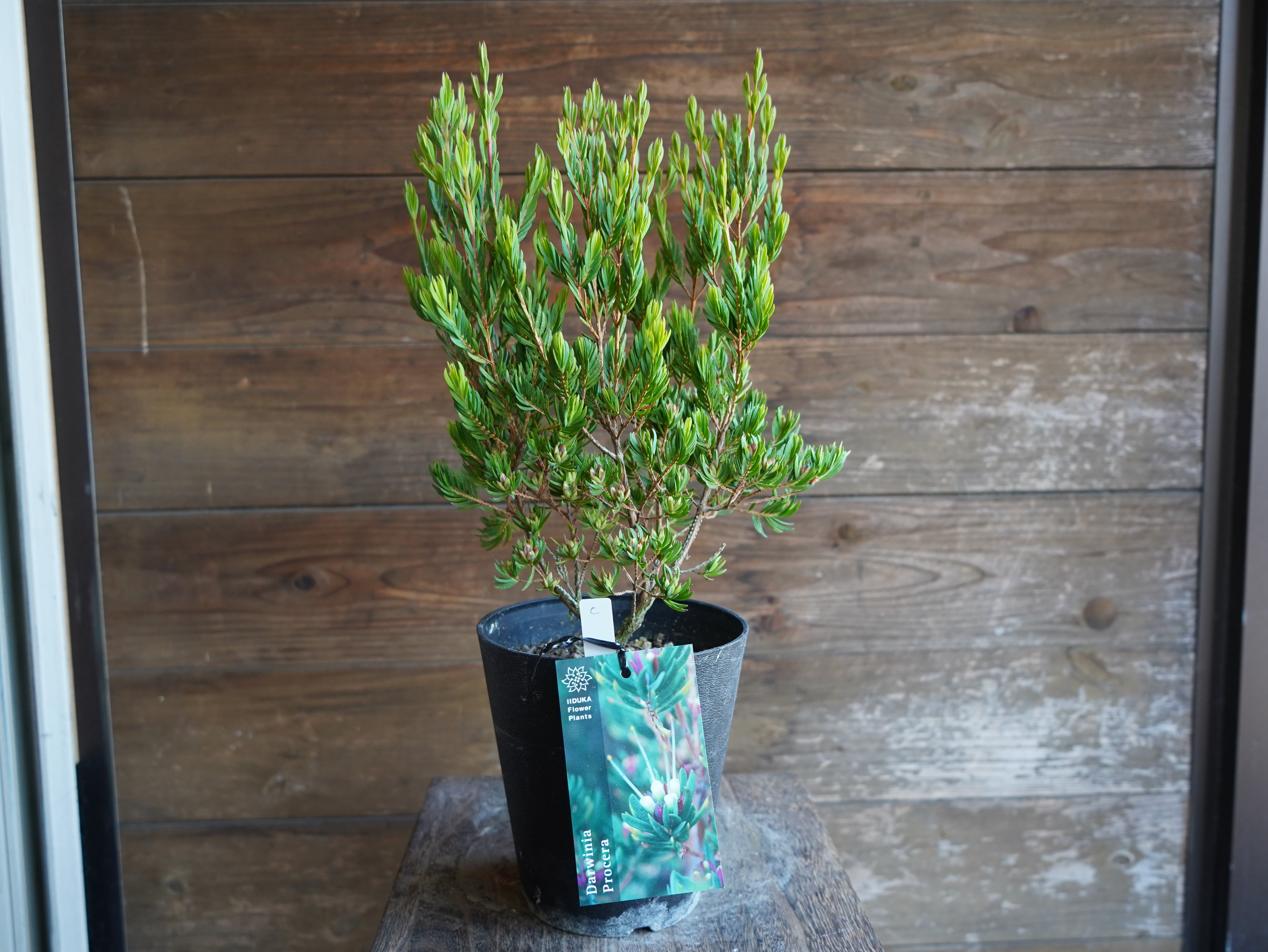 【現物】ダーウィニア　”プロセラ”　C