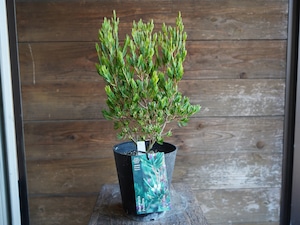 【現物】ダーウィニア ”プロセラ” C