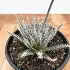 Aloe haworthioides【アロエ・ハオルチオイデス】