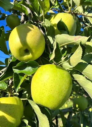 王林＆葉取らずコスモふじ家庭用　2kg