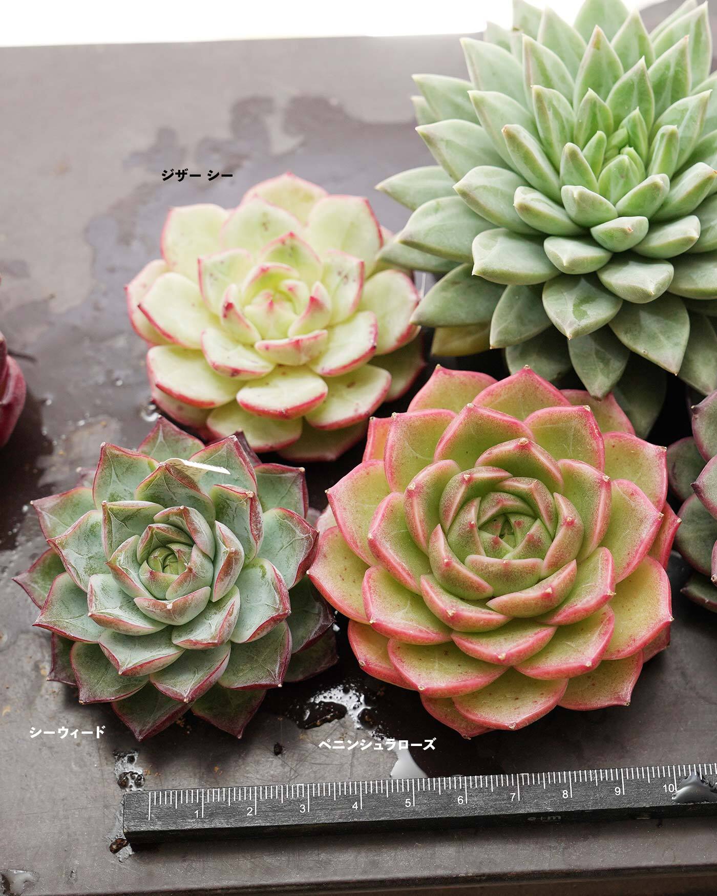 セットC 韓国苗大型】スプリング／ジザー シー／ダークモンスター 他