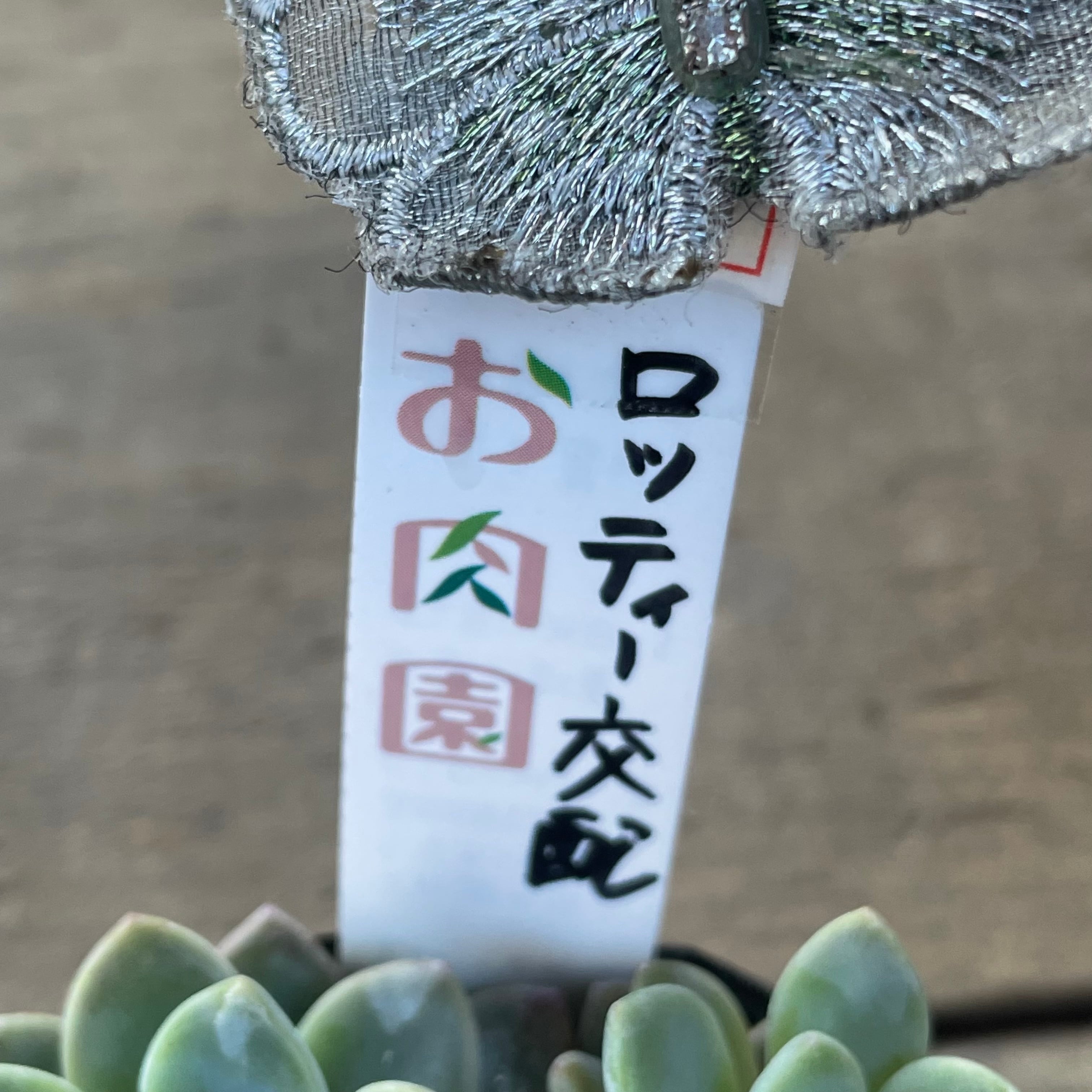 ロッティー交配 | RuPo 多肉植物専門店