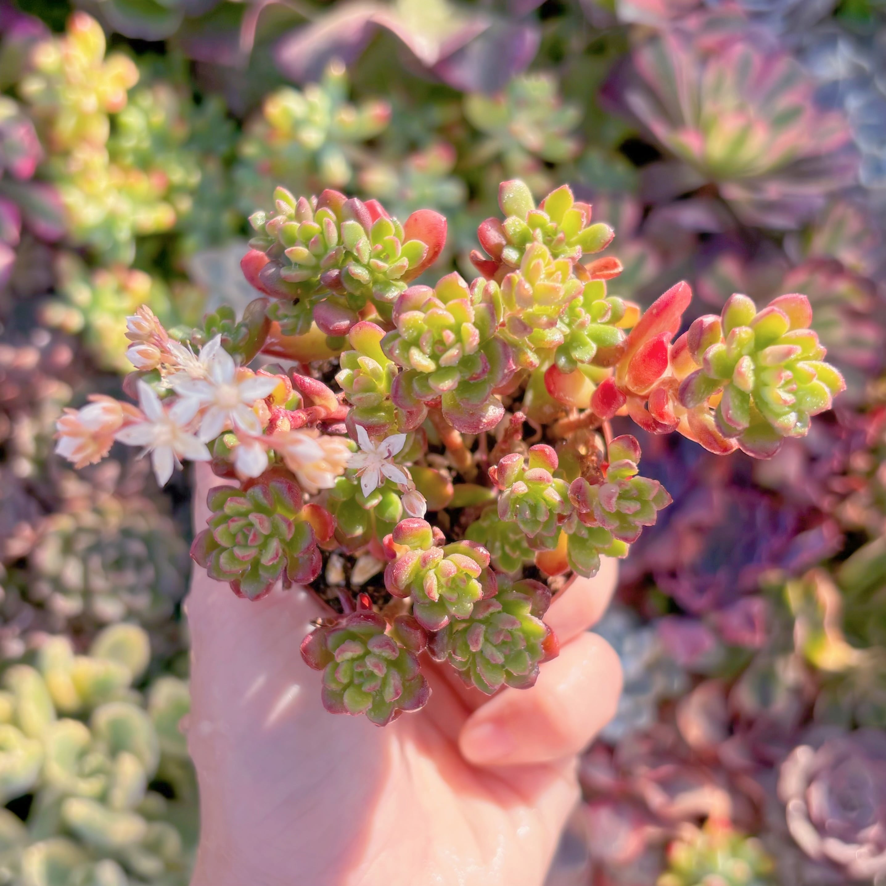 現品　ジョイスタロック#M117　新入荷　るる農園