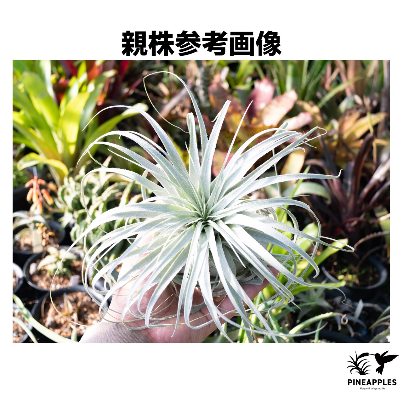 Tillandsia chapeuensis v. turriformis (Hyb?)【現品】 - 4