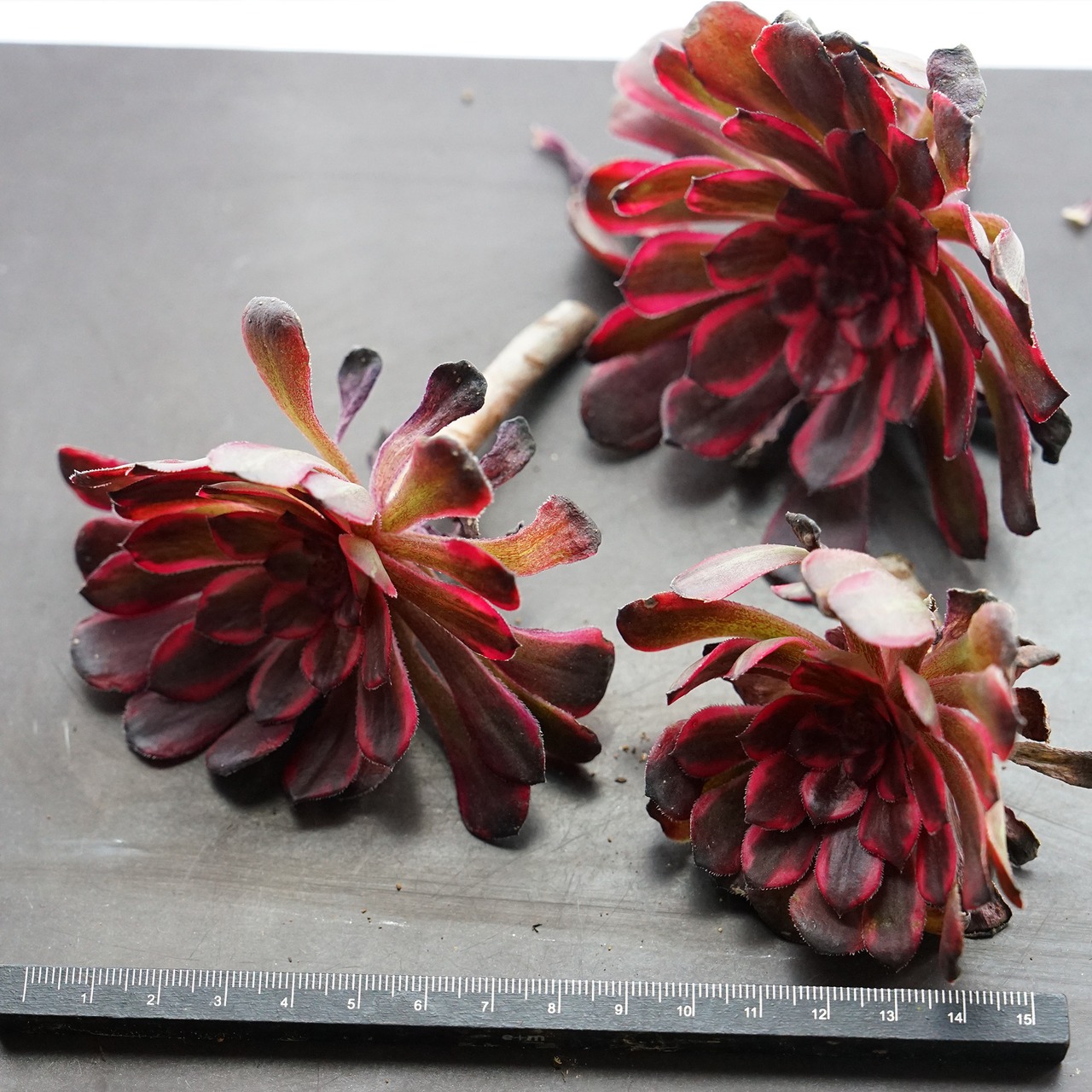 カット苗 ダンシングビューティ Aeonium 'WuTianji'