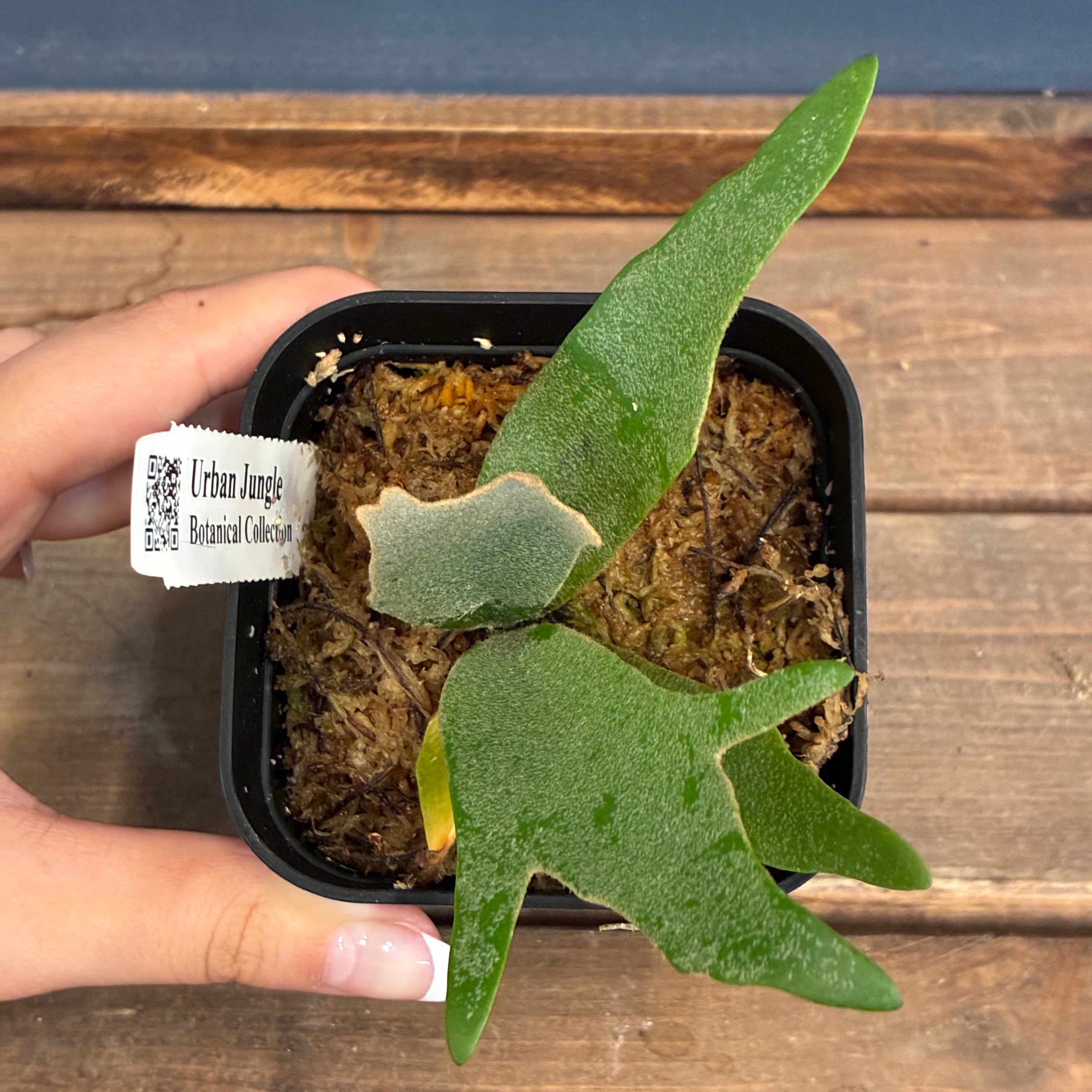 UJ】ビカクシダ P. willinckii 'Golden Boy' Spore【1040】【再撮影