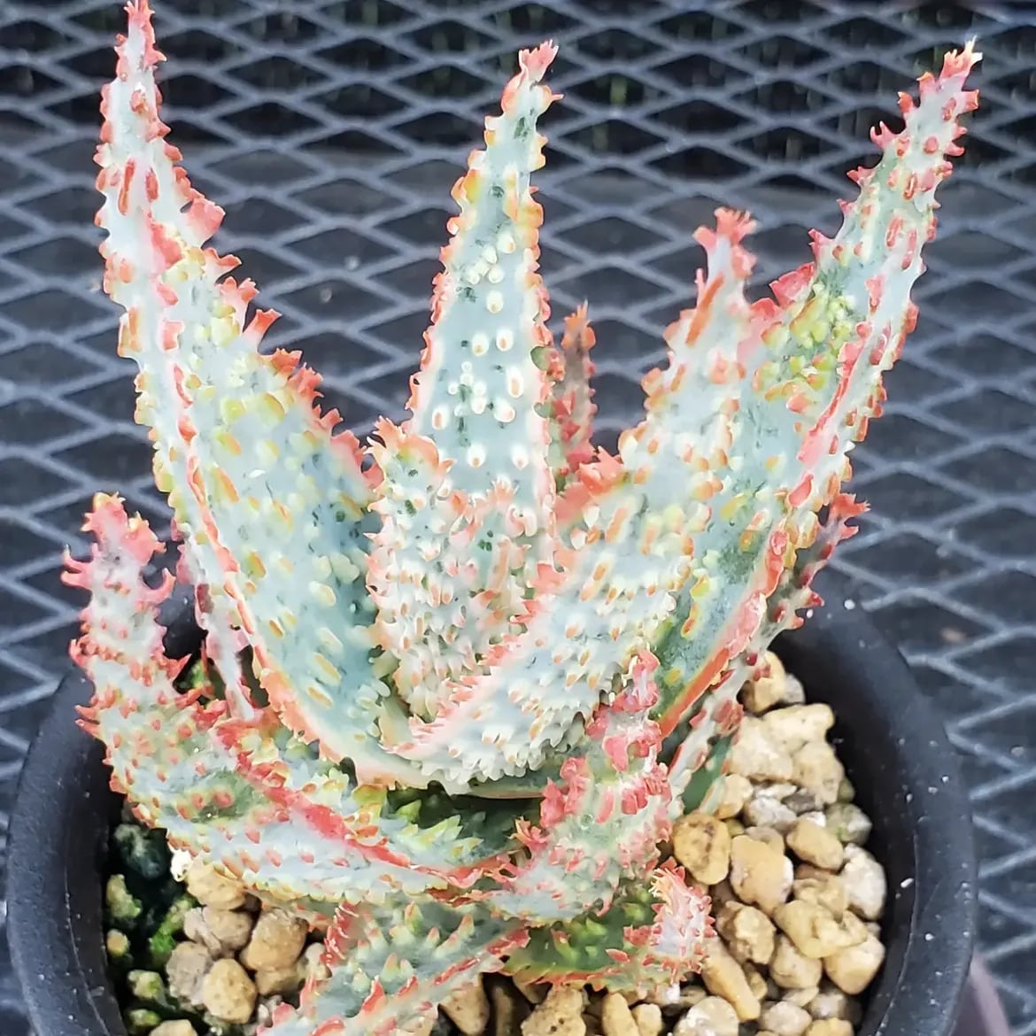 Aloe（アロエ） | レアプランツ通販サイトPlants Maniax（プランツ