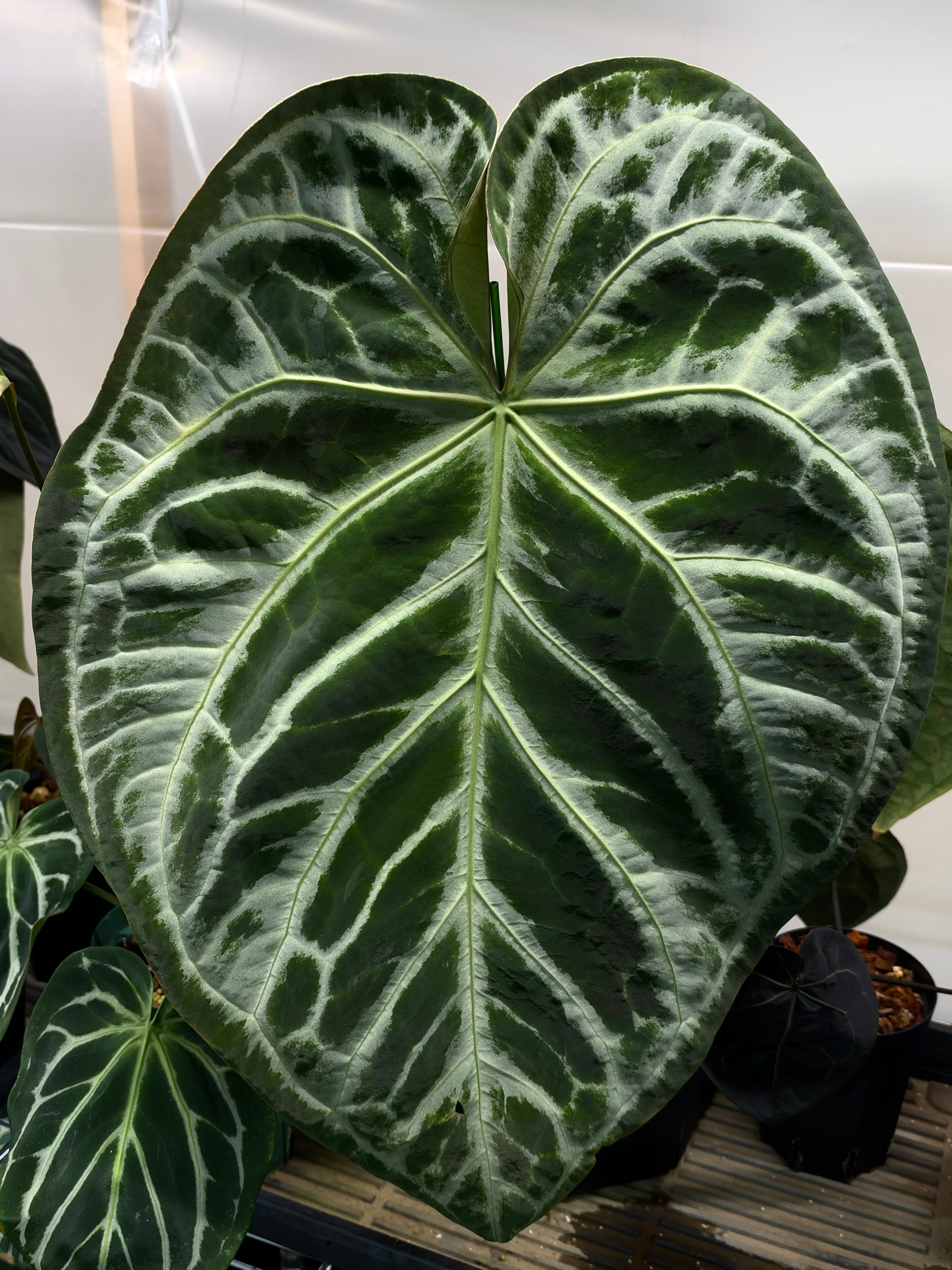 anthuroom