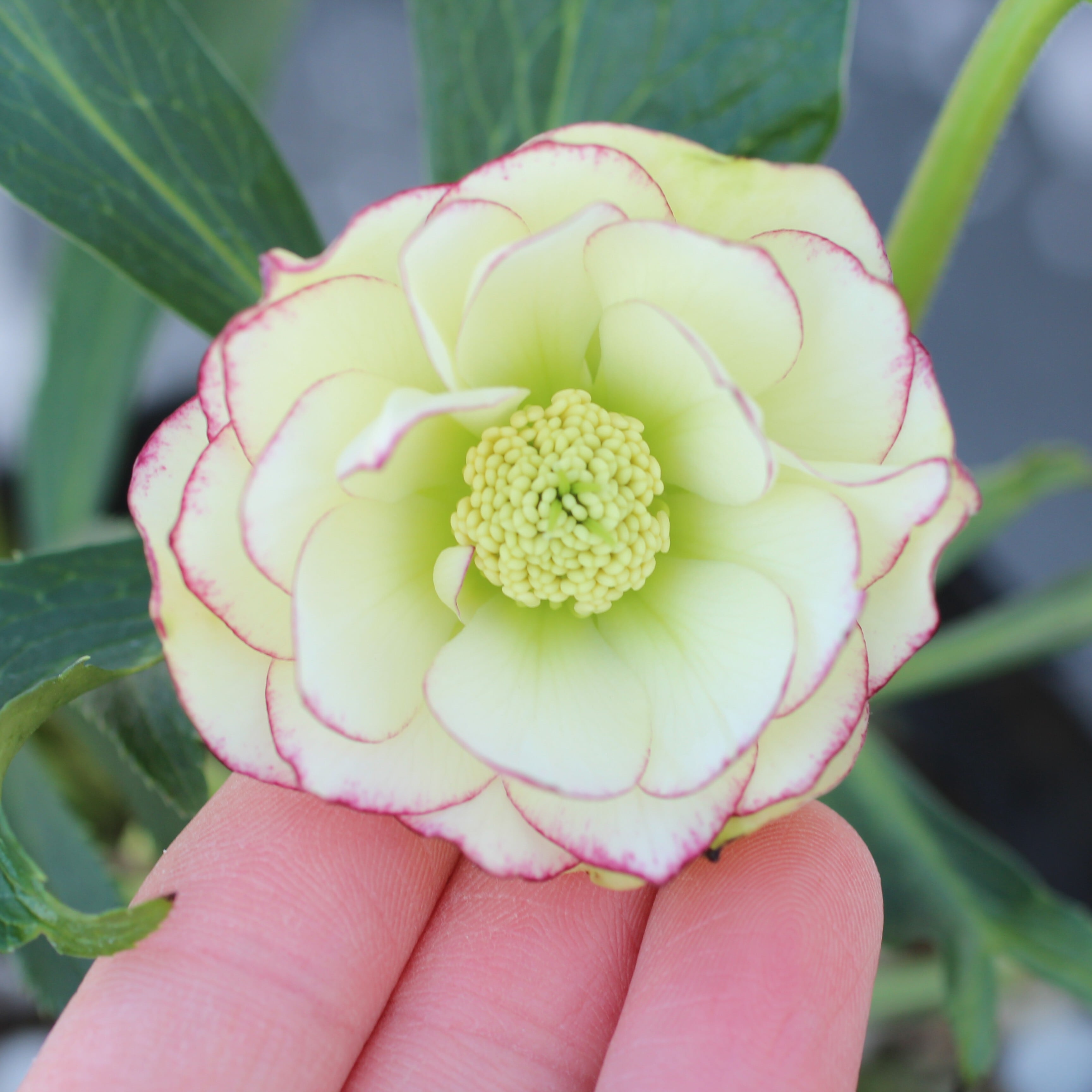 WS26-011 クリスマスローズ ピコティダブル | CoppiceGARDEN（コピス