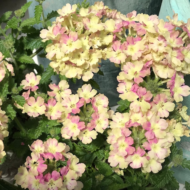 寄せ植え バーベナラナイ ヴィンテージウォッカ merak メラク 寄せ植え ガーデニング 寄せ植え バーベナラナイ ヴィンテージウォッカ merak メラク 寄せ植え ガーデニング
