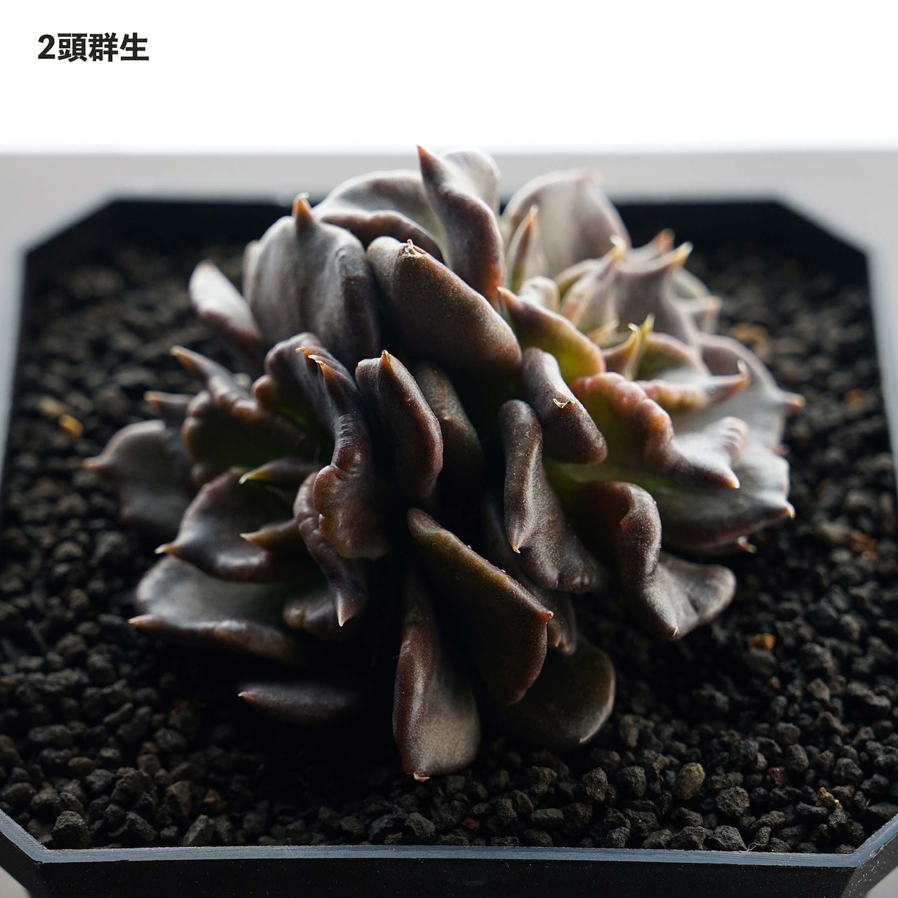 カット苗 ブラックマディバ Echeveria 'Black Madiba'