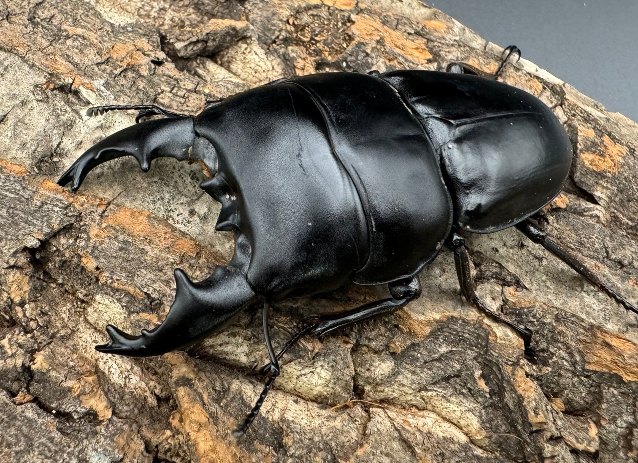 【WD】《アルキデスヒラタ ベンクール産 81mm ペア》