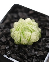 カット苗 ハオルチア 桜水晶錦 Haworthia cooperi var.picturata f.variegata