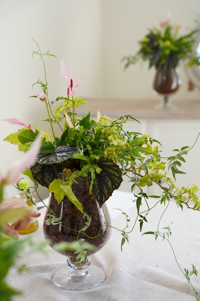 インドアグリーンの寄せ植え