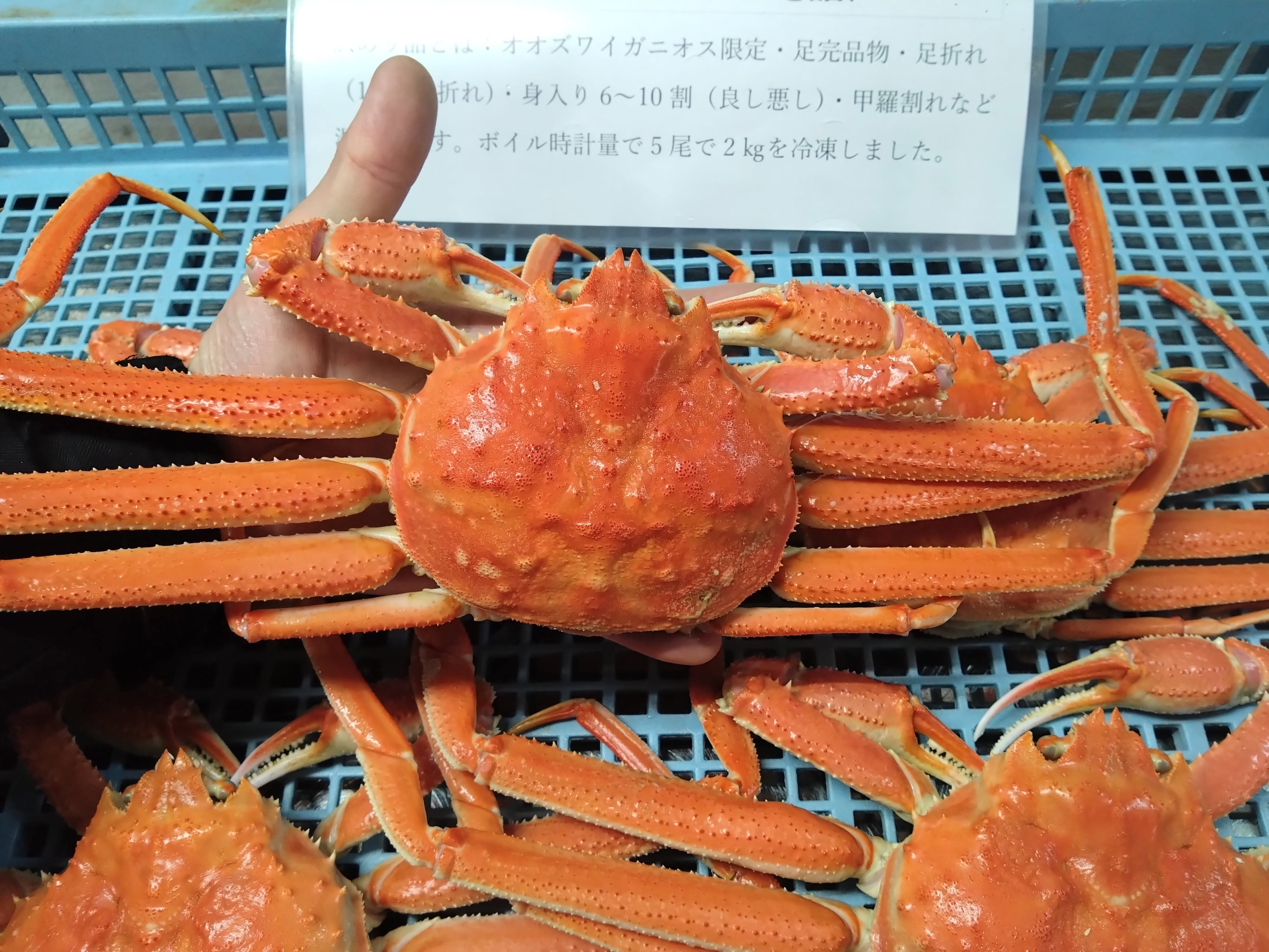 訳ありオオズワイガニ大4尾から5尾で2キロボイル時計量ワンブロック