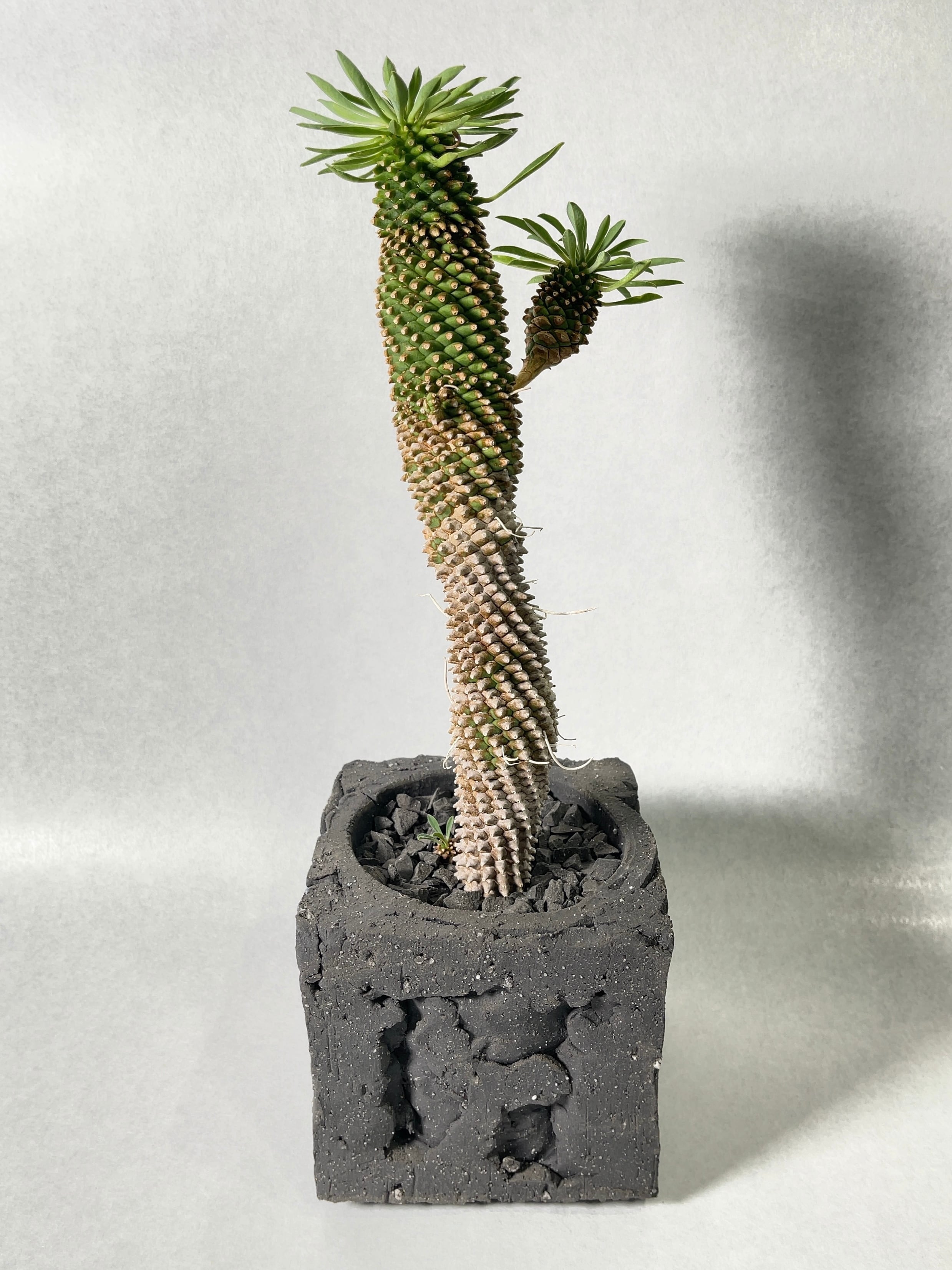 とっても凛としてるソテツ