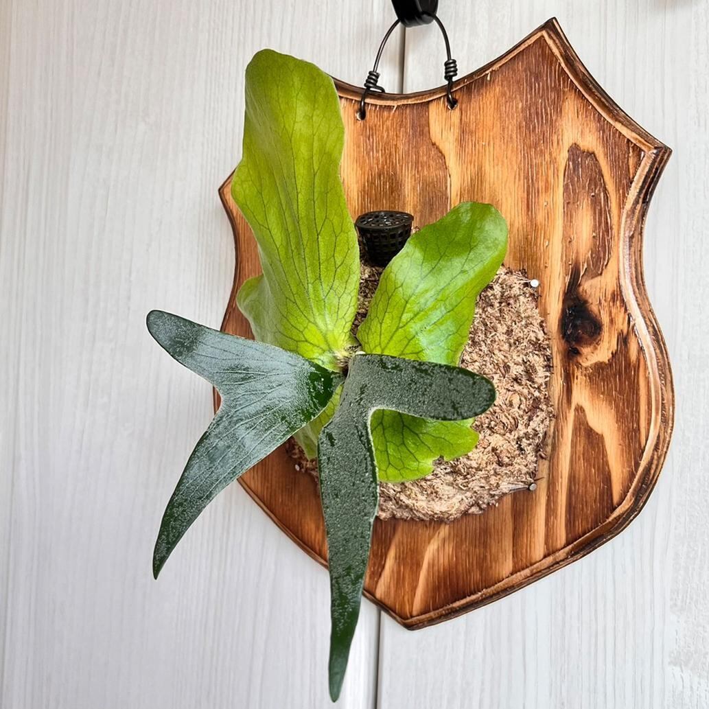 ステマリア 大株 ビカクシダ ビカクシダ ステマリア Platycerium