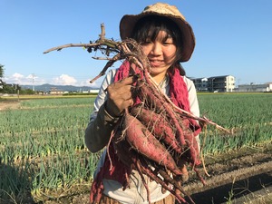 訳ありさつま芋（農薬不使用・化学肥料不使用）【シルクスイート】10kg