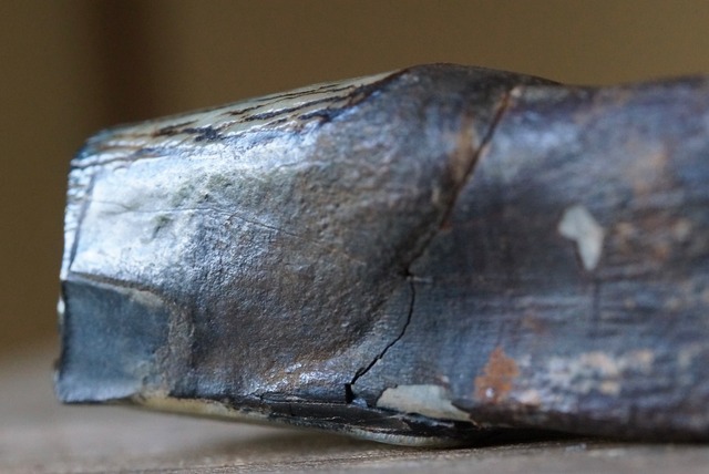 草食動物 歯化石　Tooth Fossil A