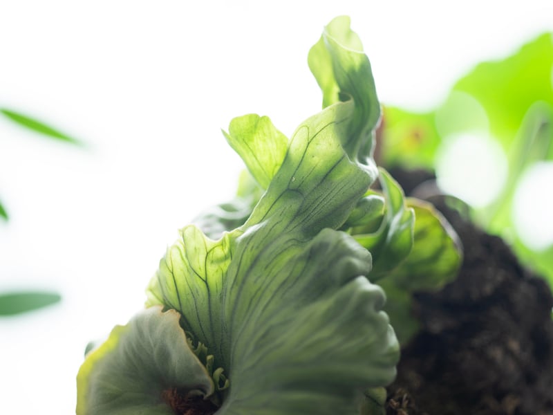 Platycerium Wandae Dwarf (TC) / ワンダエドワーフ コルク付け | 【観葉植物・ナチュラル雑貨】 